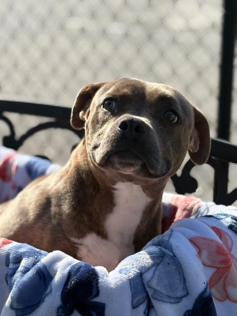 Enlarge Saxony, a Adoptable mixed breed in Effingham, SC image 1/4