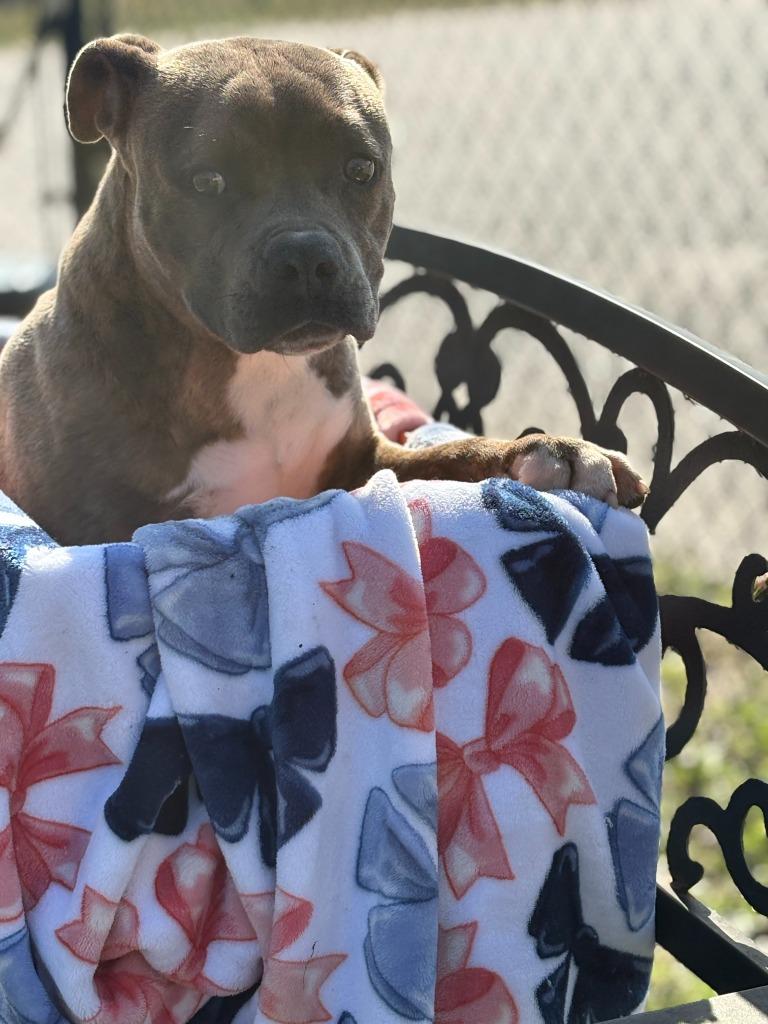 Enlarge Saxony, a Adoptable mixed breed in Effingham, SC image 2/4