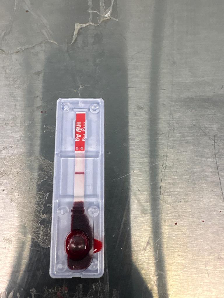 Enlarge Saxony, a Adoptable mixed breed in Effingham, SC image 3/5