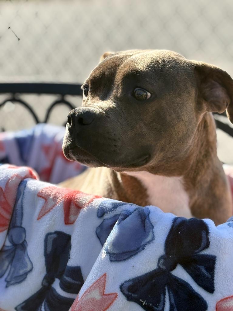 Enlarge Saxony, a Adoptable mixed breed in Effingham, SC image 3/4