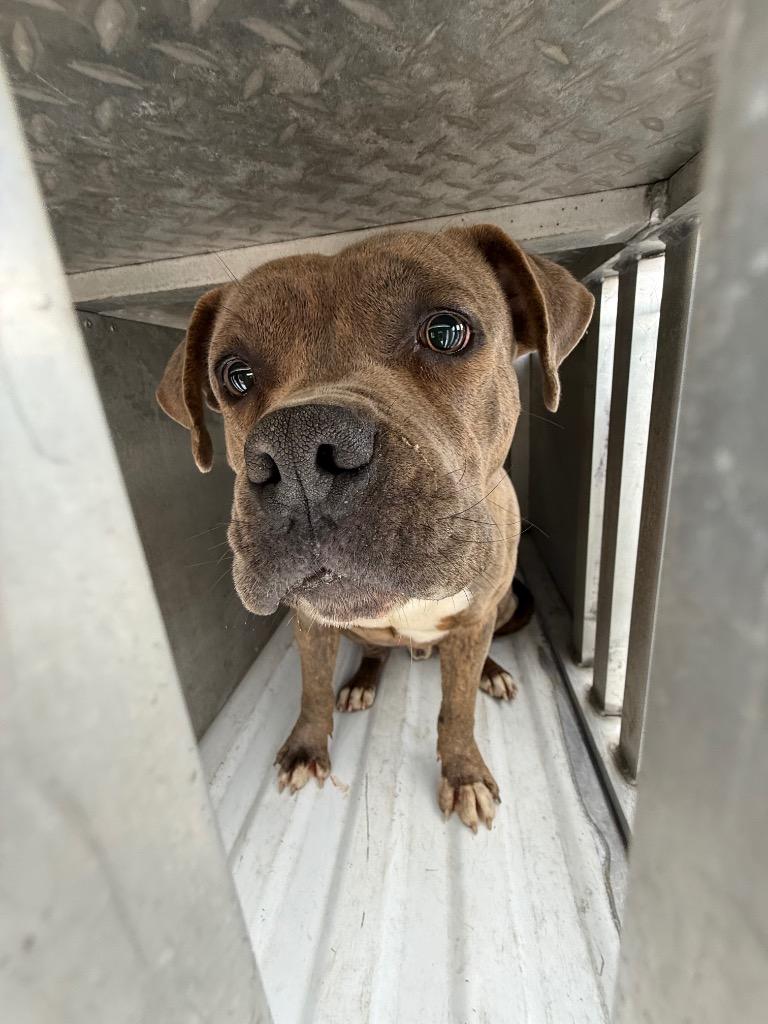 Enlarge Saxony, a Adoptable mixed breed in Effingham, SC image 4/4