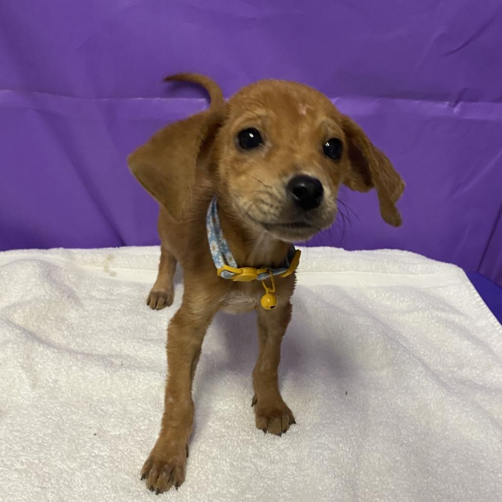 Yippy, a Adoptable mixed breed in North Myrtle Beach, SC image 2/3