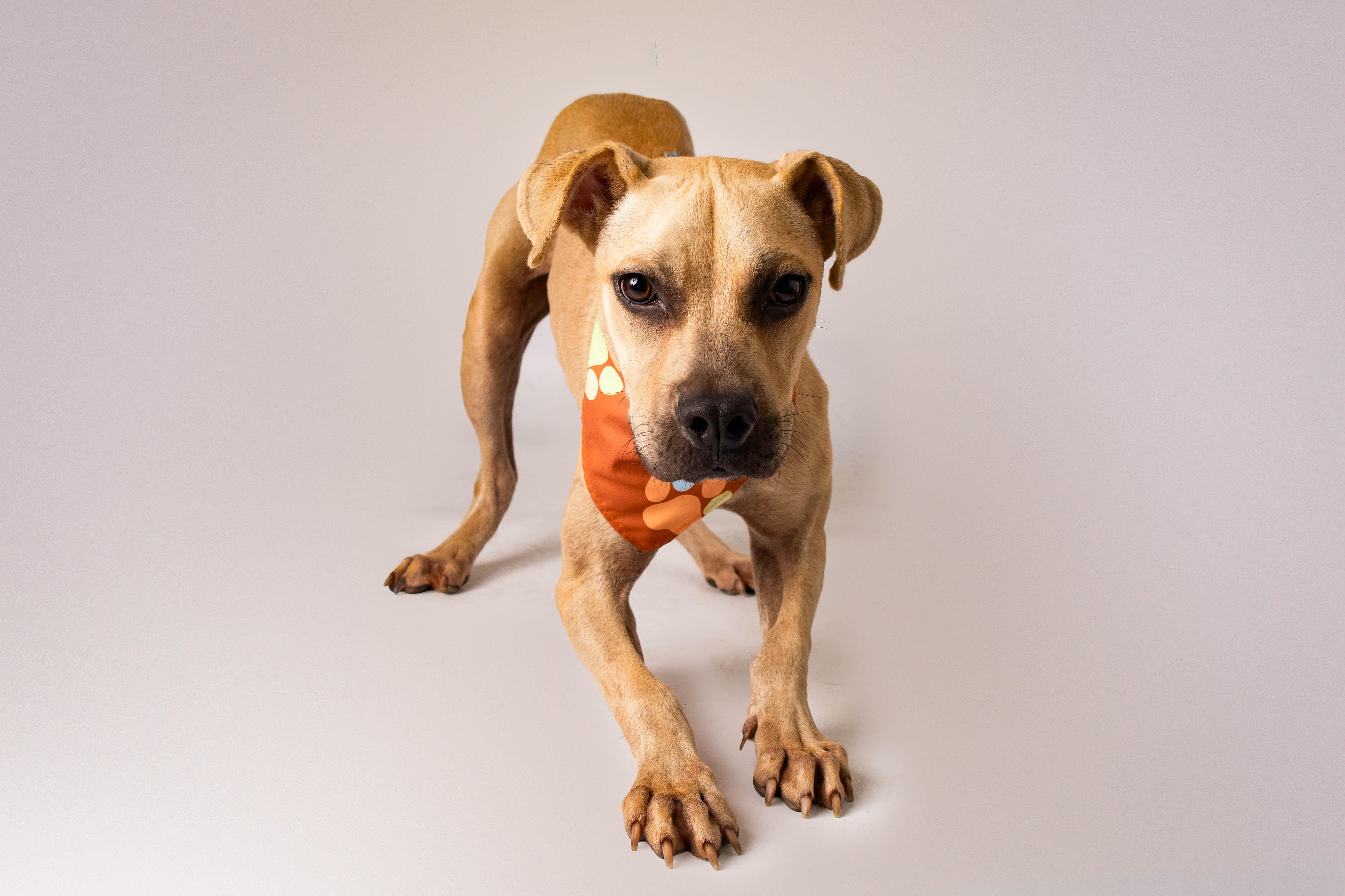 Socket, ADOPTABLE, Adult Male Black Mouth Cur.