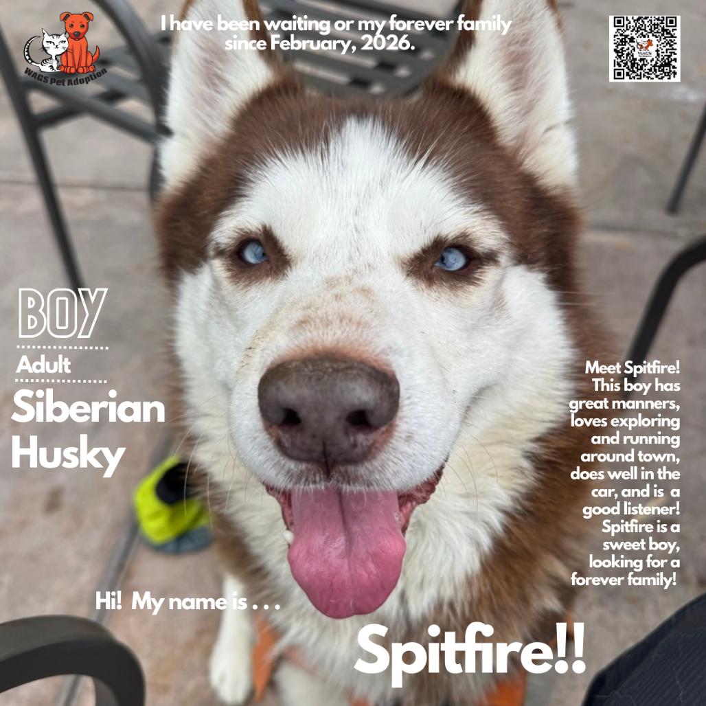 Enlarge Spitfire, a Adoptable Siberian Husky in Westminster, CA image 1/2