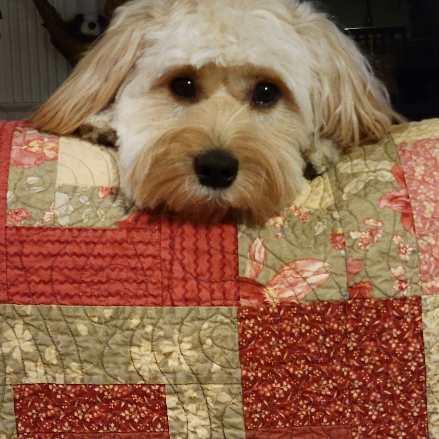 Enlarge Mister, a ADOPTABLE mixed breed in Silvana, WA image 1/3