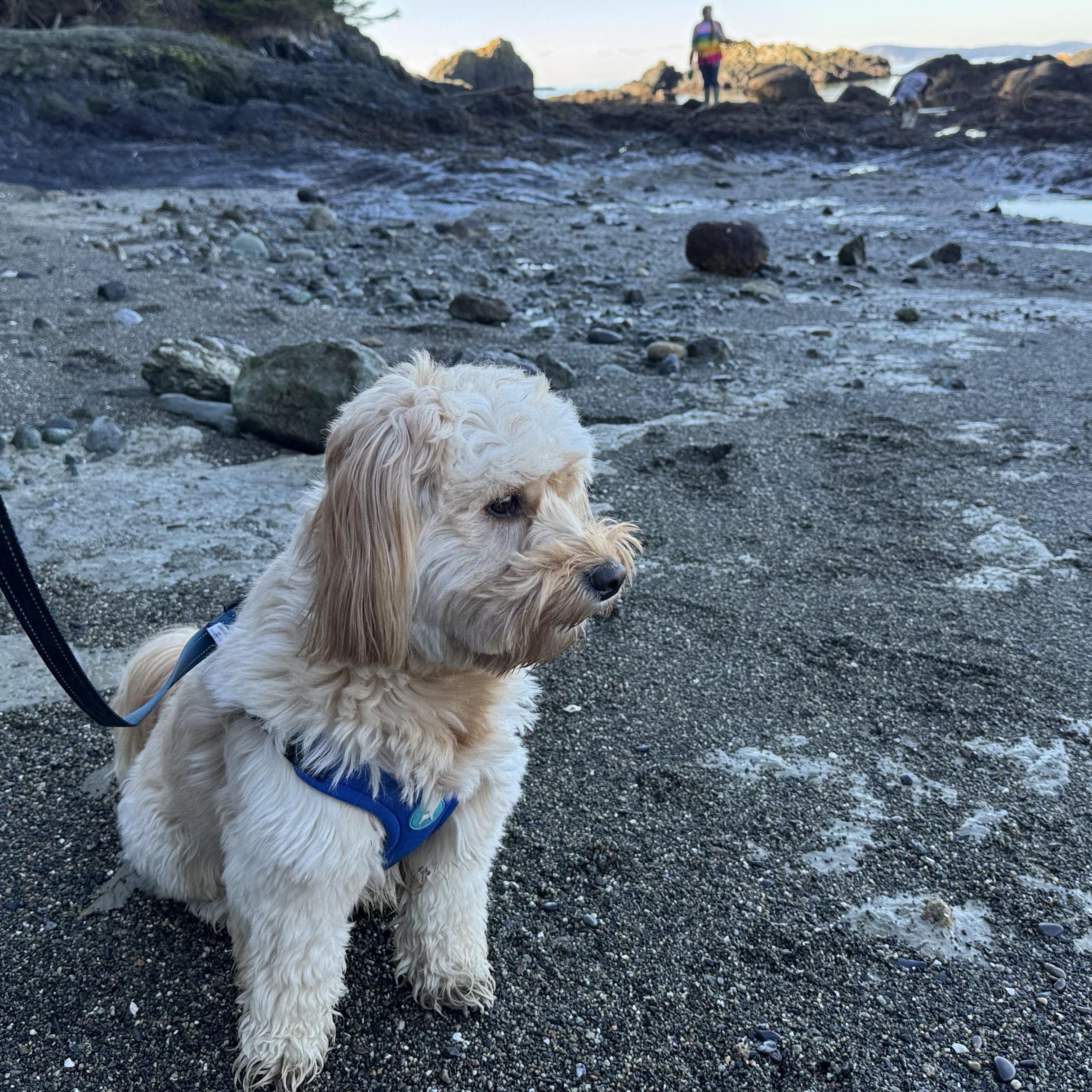 Enlarge Mister, a ADOPTABLE mixed breed in Silvana, WA image 2/3