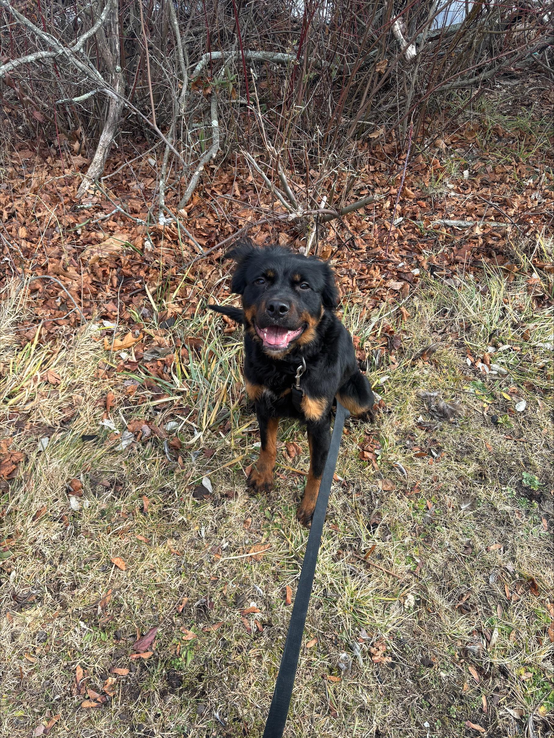 Sierra , ADOPTABLE, Adult Female Rottweiler.