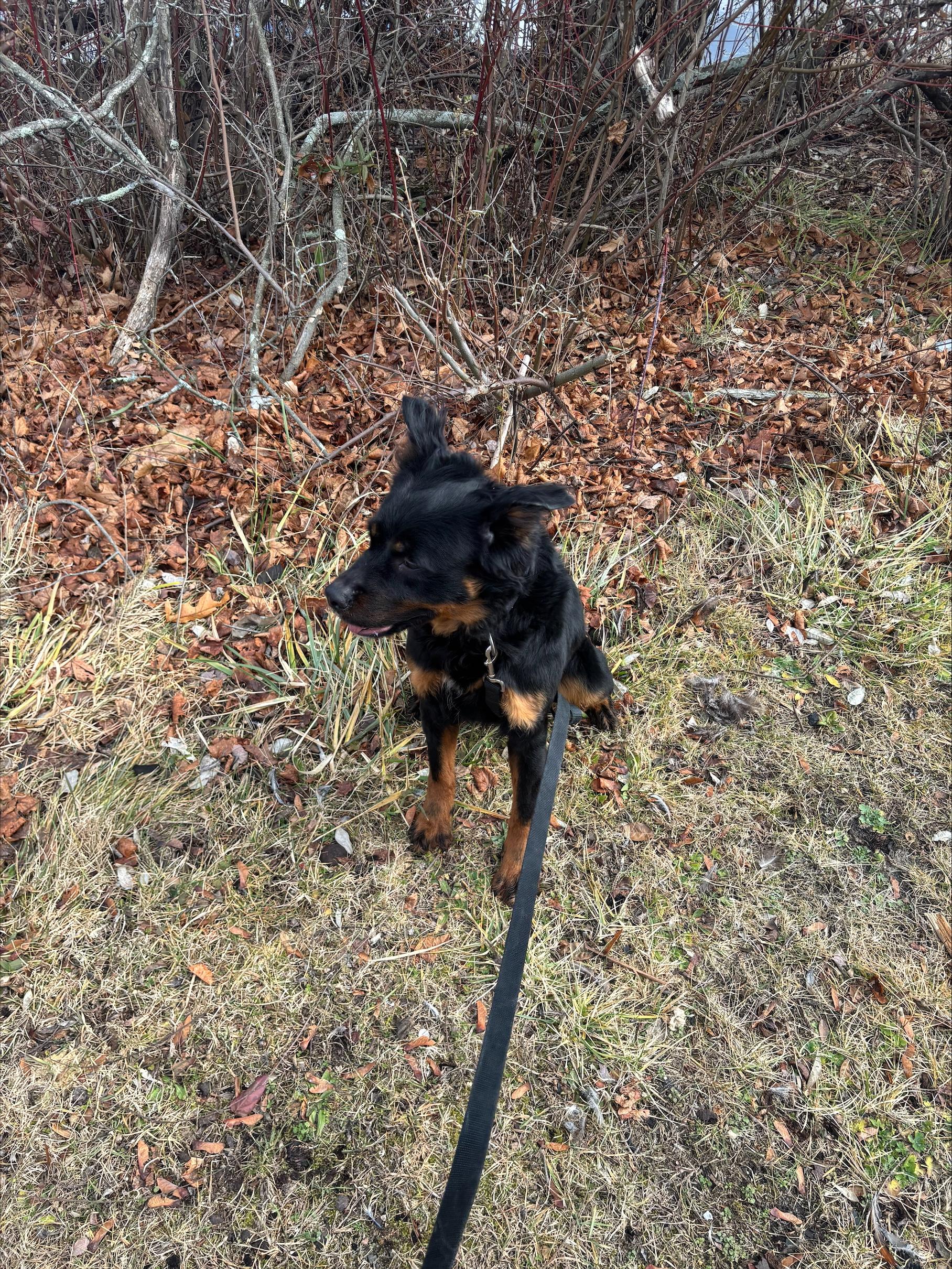 Enlarge Sierra , a ADOPTABLE mixed breed in Bethel, CT image 2/4