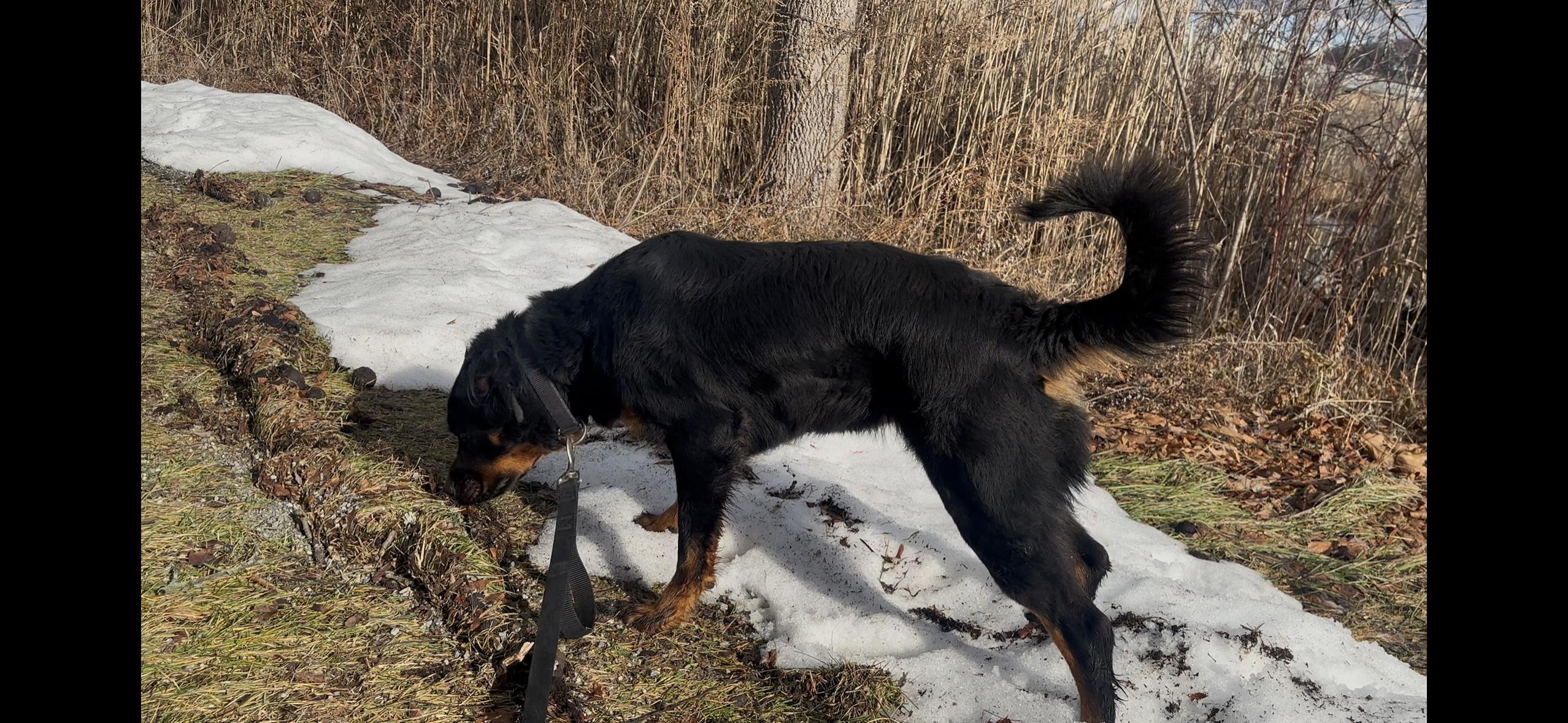 Enlarge Sierra , a ADOPTABLE mixed breed in Bethel, CT image 4/4