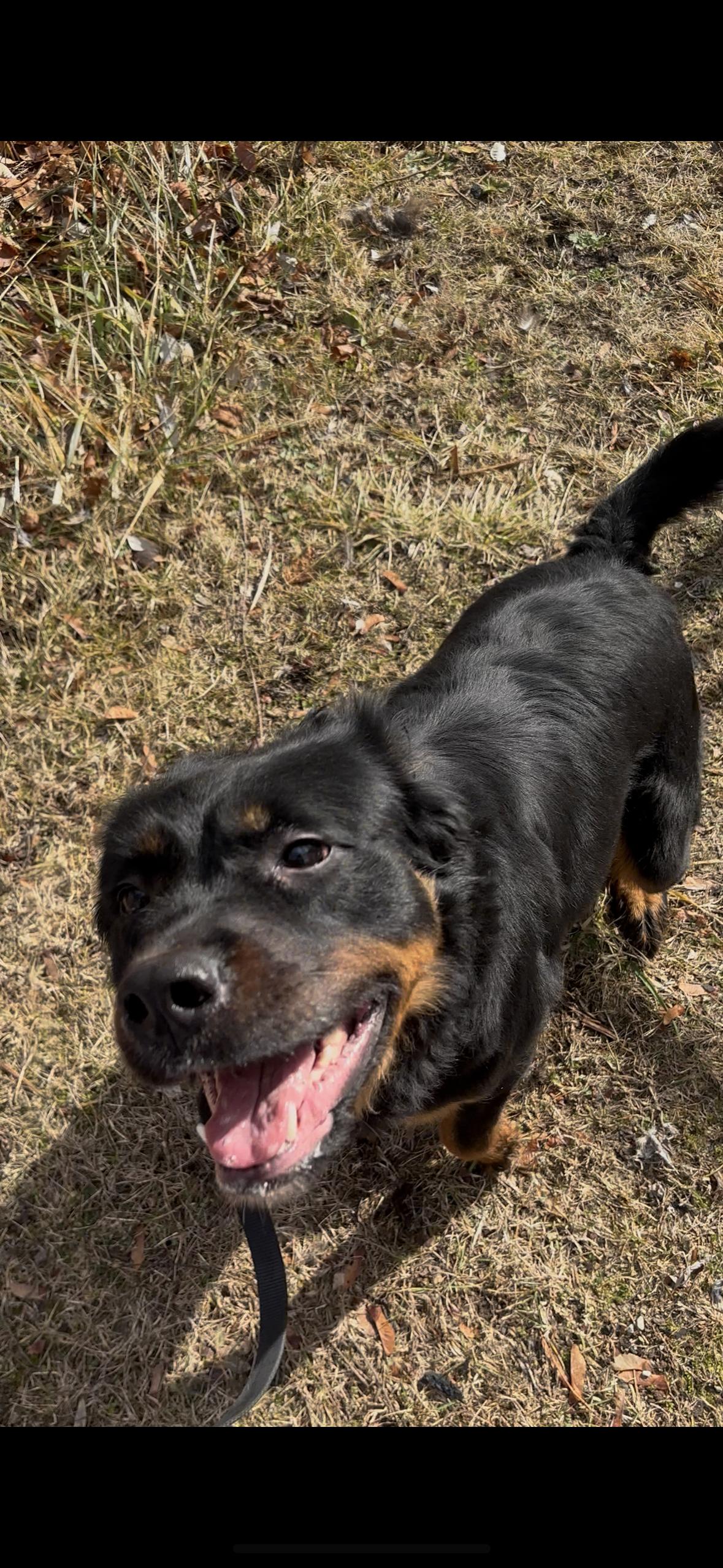 Enlarge Sierra , a ADOPTABLE mixed breed in Bethel, CT image 3/4