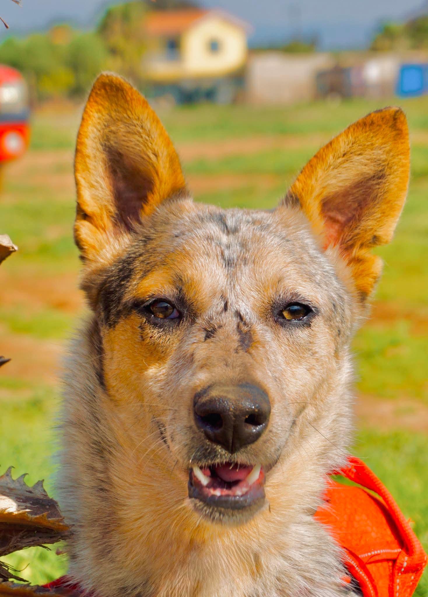 Sadie, ADOPTABLE, Young Female Australian Cattle Dog / Blue Heeler.