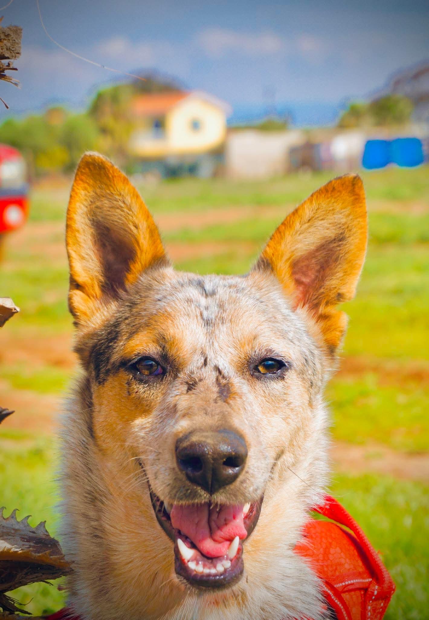 Enlarge Sadie, a ADOPTABLE Australian Cattle Dog / Blue Heeler in San Diego, CA image 2/2