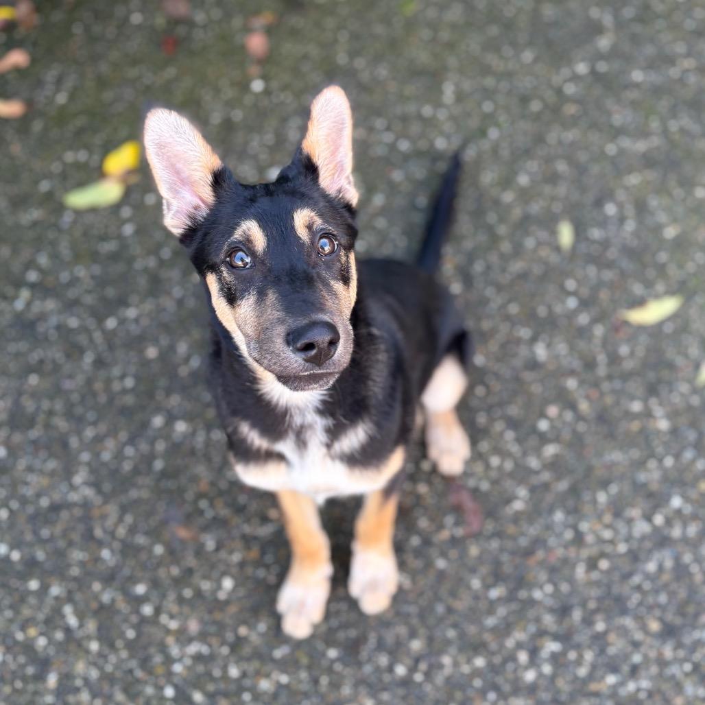 Dune, Adoptable, Puppy Male Smooth Collie & Shepherd.