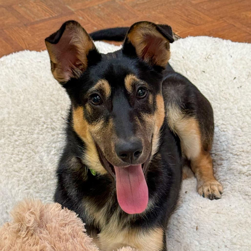 Enlarge Dune, a Adoptable mixed breed in Santa Barbara, CA image 2/6