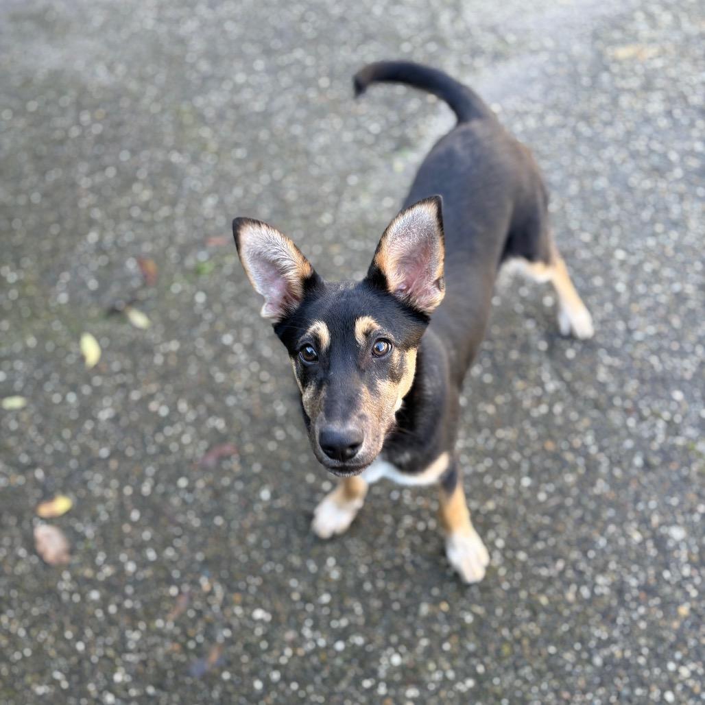 Enlarge Dune, a Adoptable mixed breed in Santa Barbara, CA image 3/6