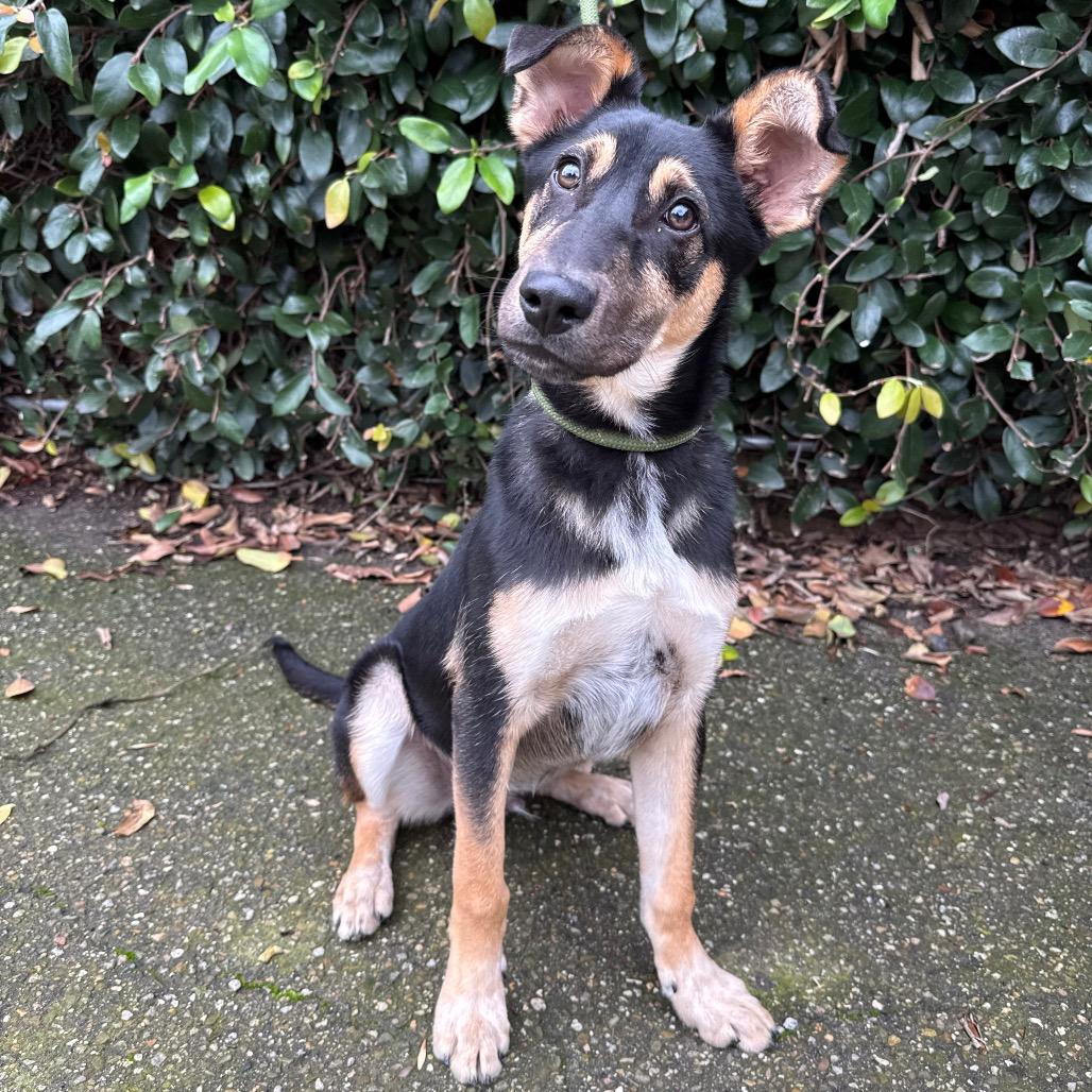 Enlarge Dune, a Adoptable mixed breed in Santa Barbara, CA image 4/6