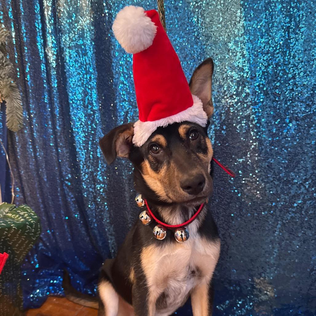 Enlarge Dune, a Adoptable mixed breed in Santa Barbara, CA image 5/6