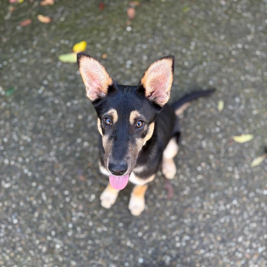 Enlarge Dune, a Adoptable mixed breed in Santa Barbara, CA image 6/6