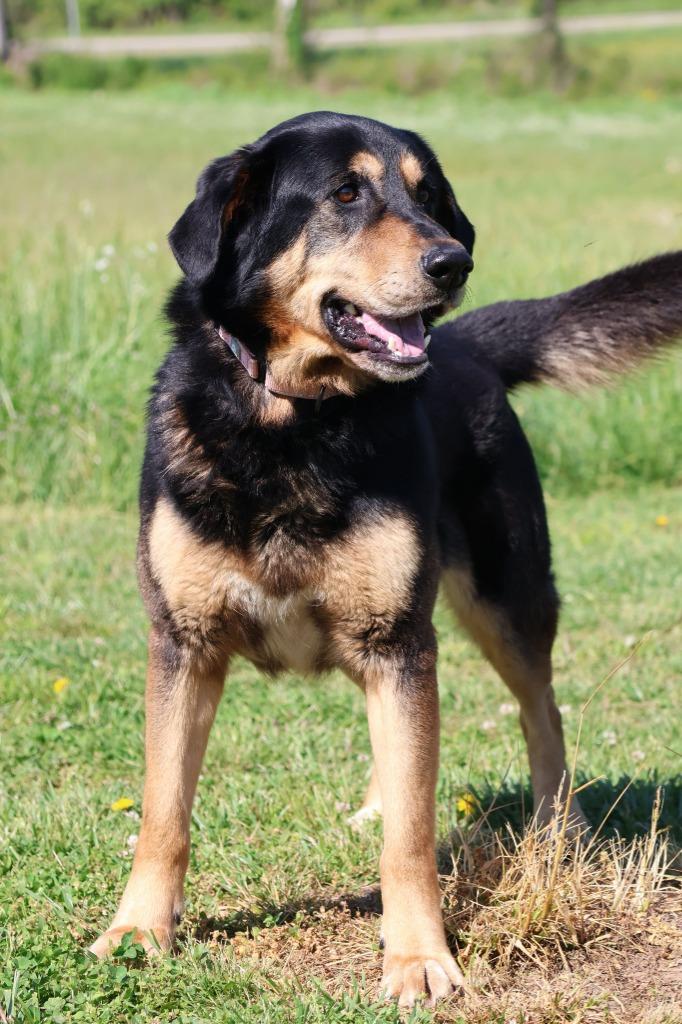TEDD, Adoptable, Young Male Mixed Breed.