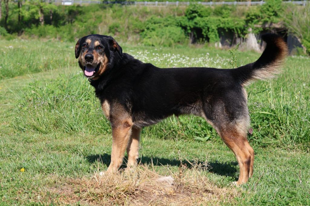 Enlarge TEDD, a Adoptable mixed breed in Columbia, TN image 2/5