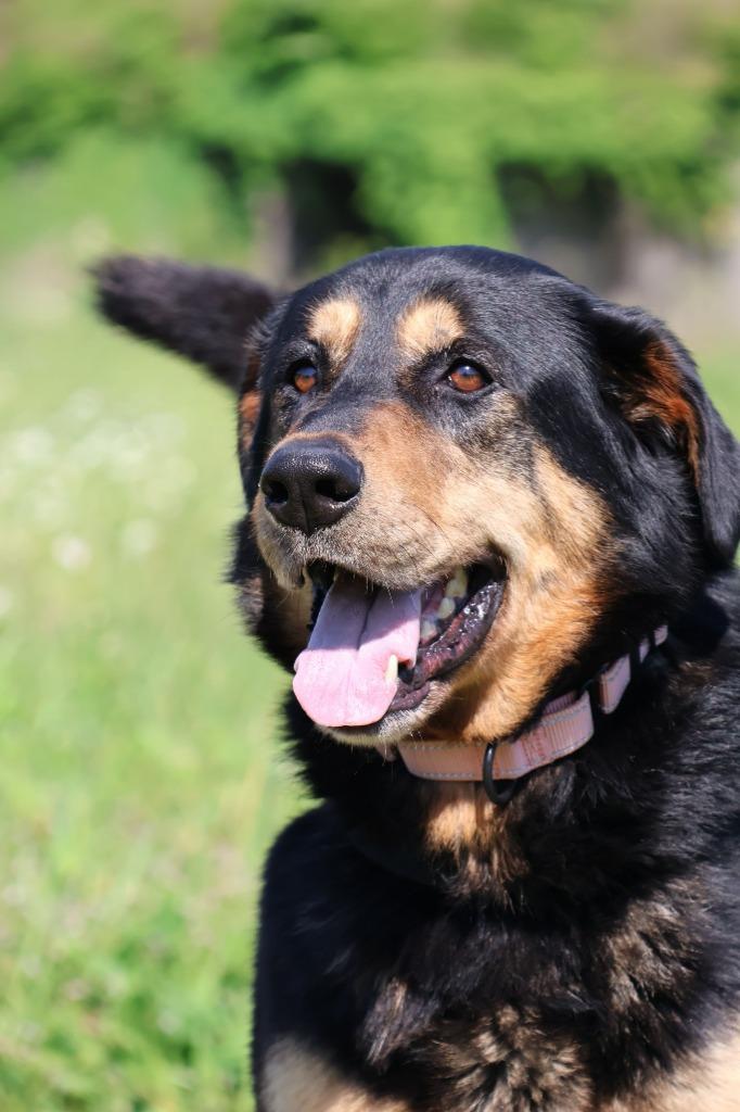 Enlarge TEDD, a Adoptable mixed breed in Columbia, TN image 3/5