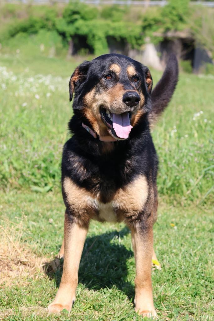 Enlarge TEDD, a Adoptable mixed breed in Columbia, TN image 4/5
