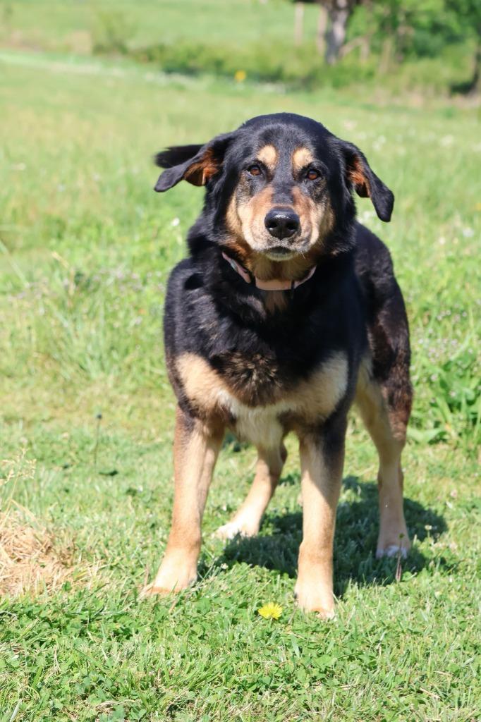 Enlarge TEDD, a Adoptable mixed breed in Columbia, TN image 5/5