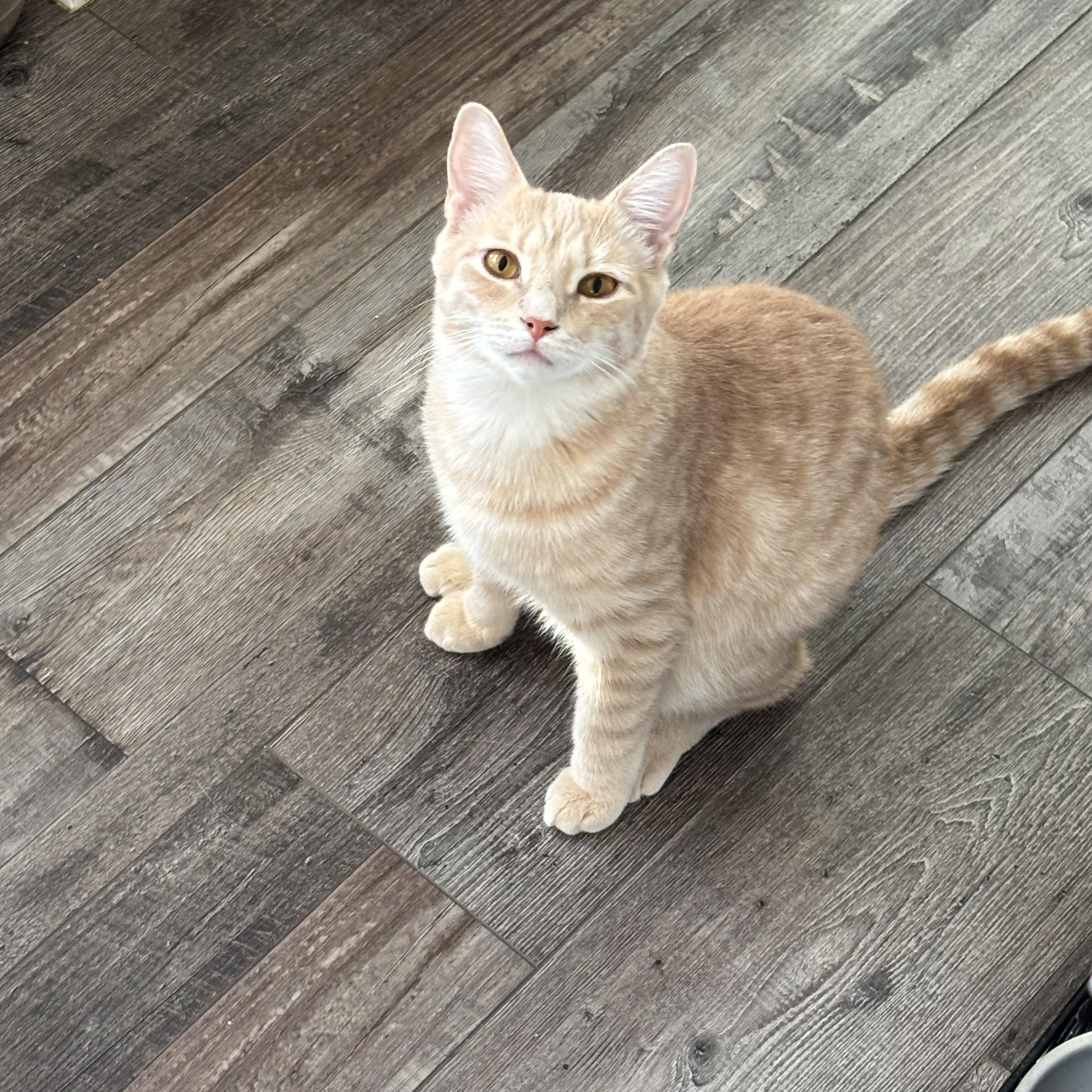 Sunny, Adoptable, Young Male Tabby.