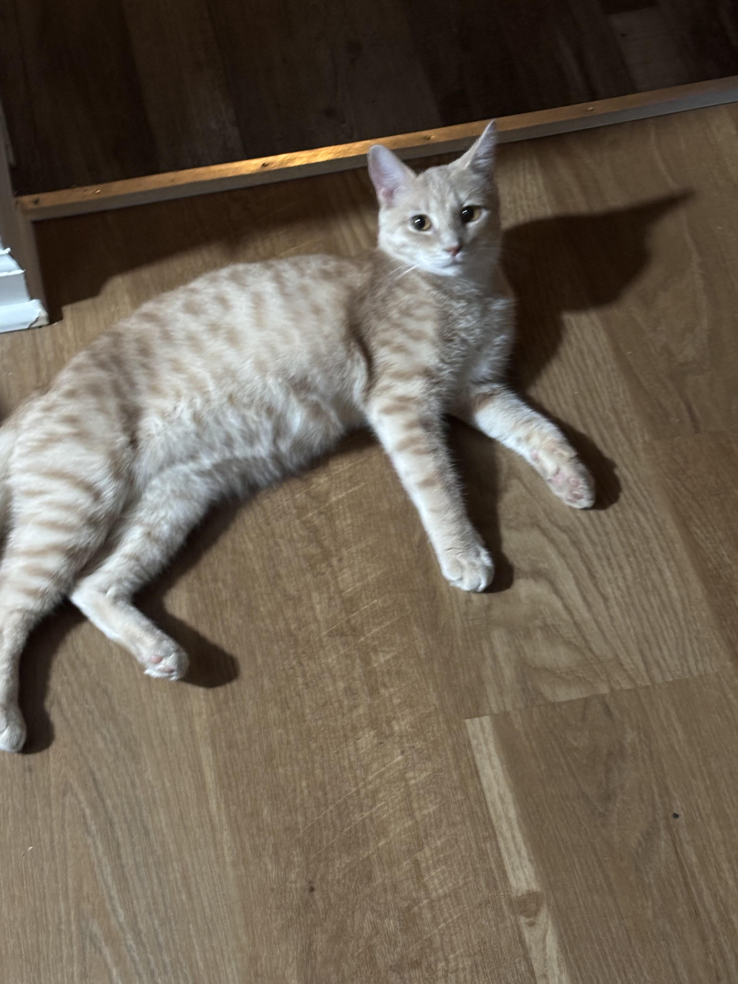 Sunny, a Adoptable Tabby in Westville, NJ image 2/6