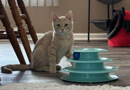 Sunny, a Adoptable Tabby in Westville, NJ image 3/6