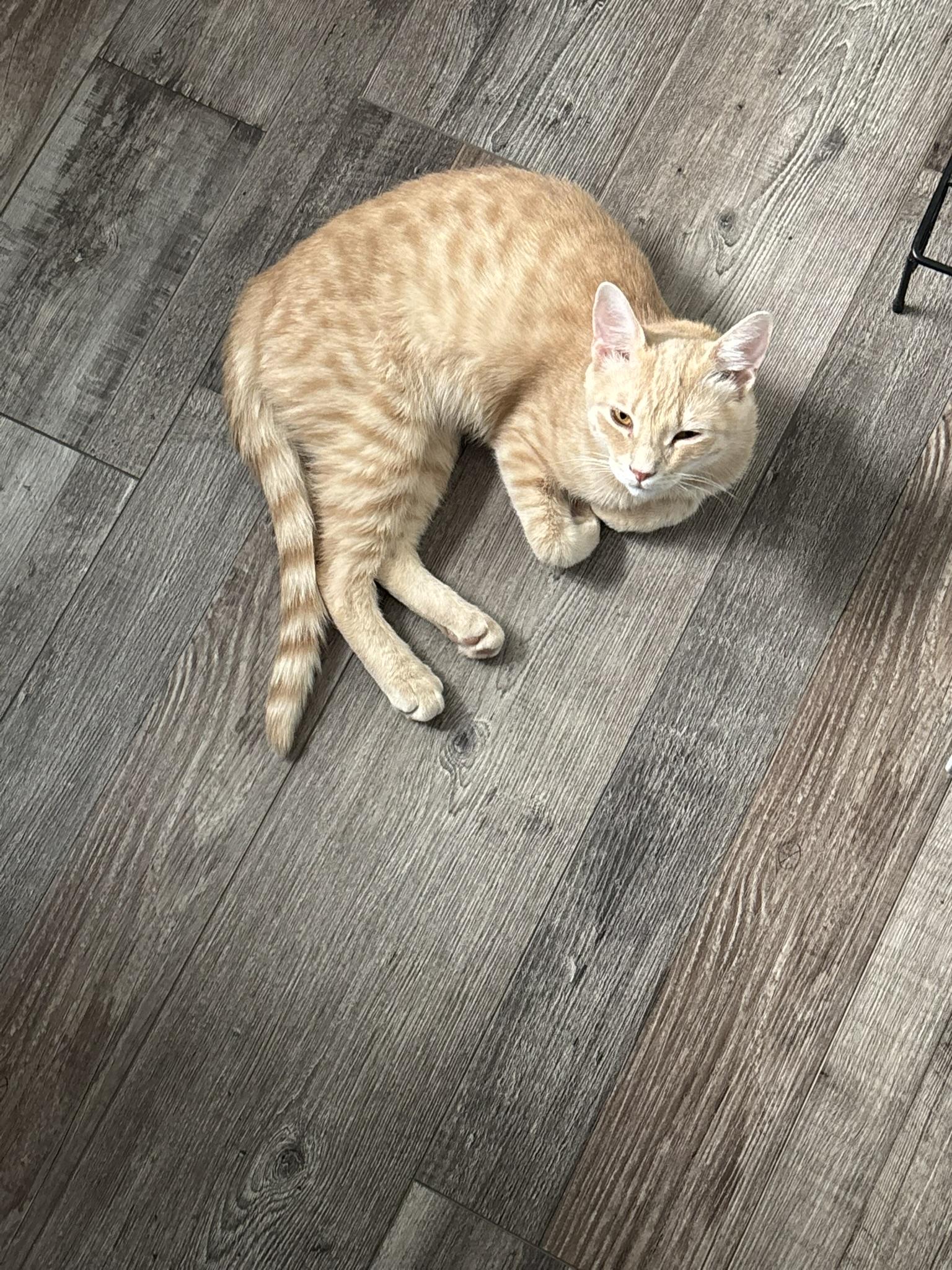 Sunny, a Adoptable Tabby in Westville, NJ image 4/6