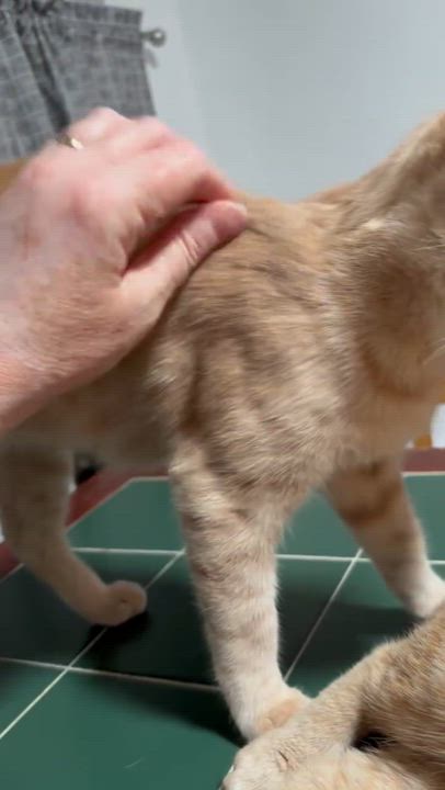 Enlarge Sunny, a Adoptable Tabby in Westville, NJ video 5/6