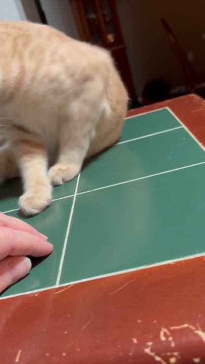 Enlarge Sunny, a Adoptable Tabby in Westville, NJ video 6/6