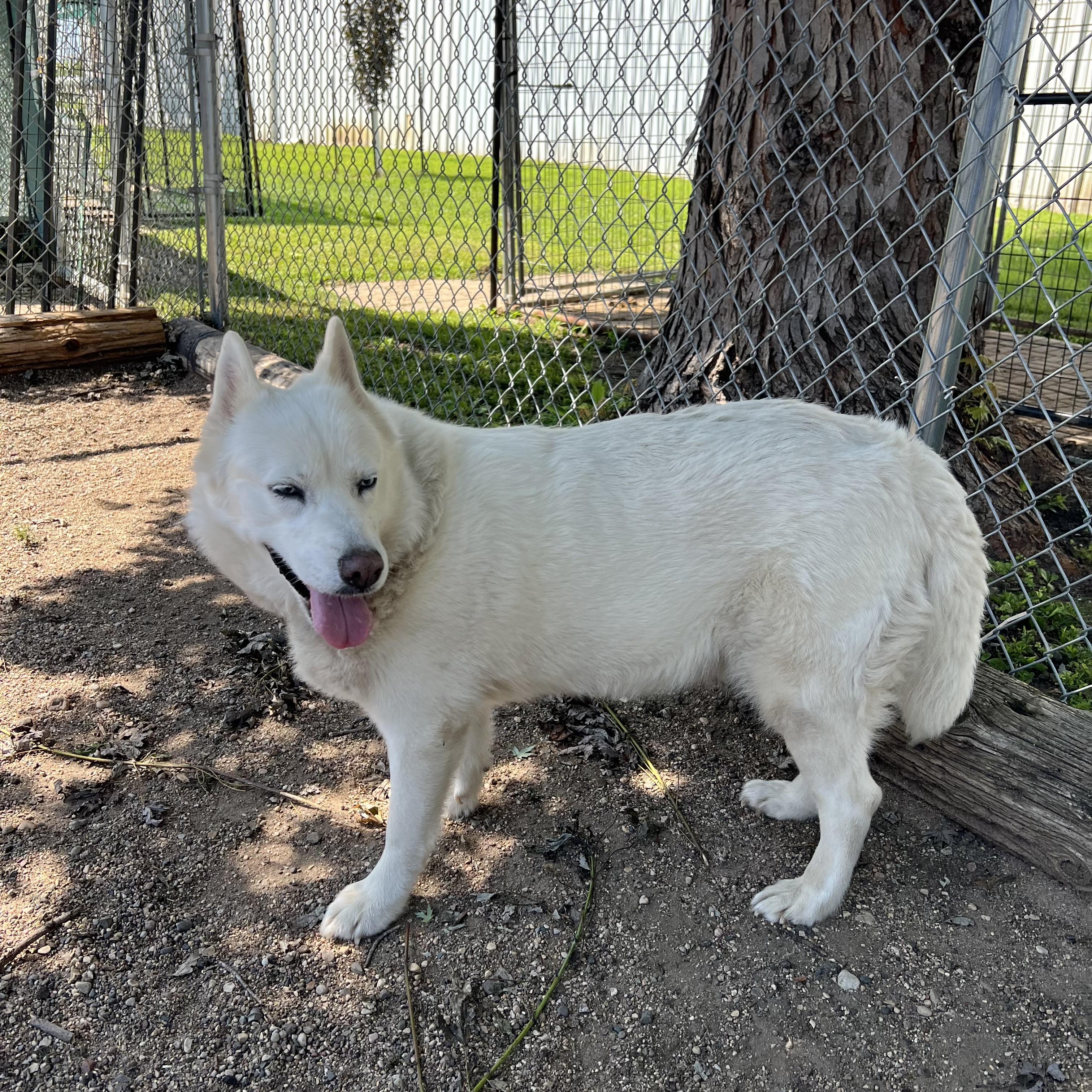 Enlarge Lyka, an adoptable mixed breed in Fairmont, MN image 5/6