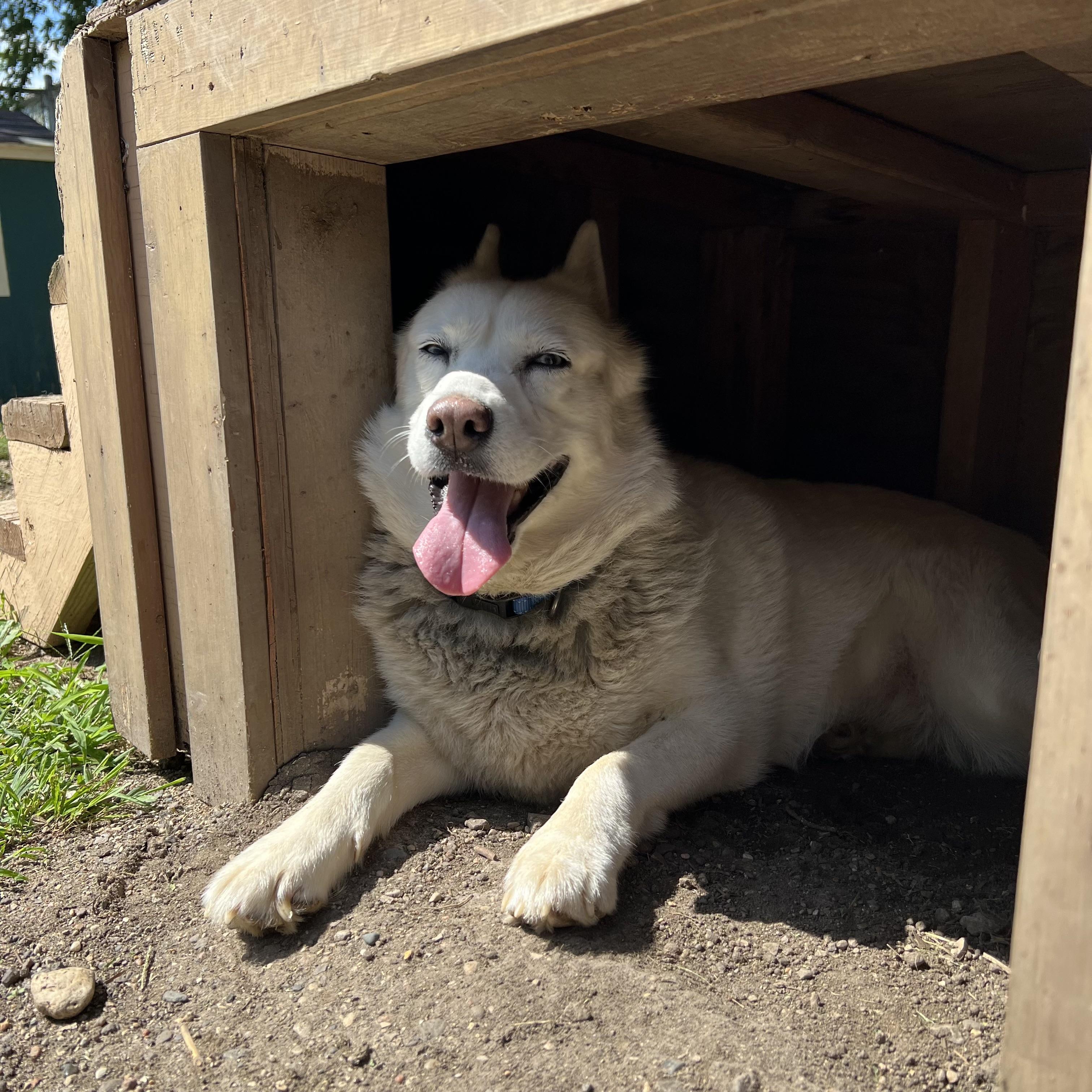 Enlarge Lyka, an adoptable mixed breed in Fairmont, MN image 6/6