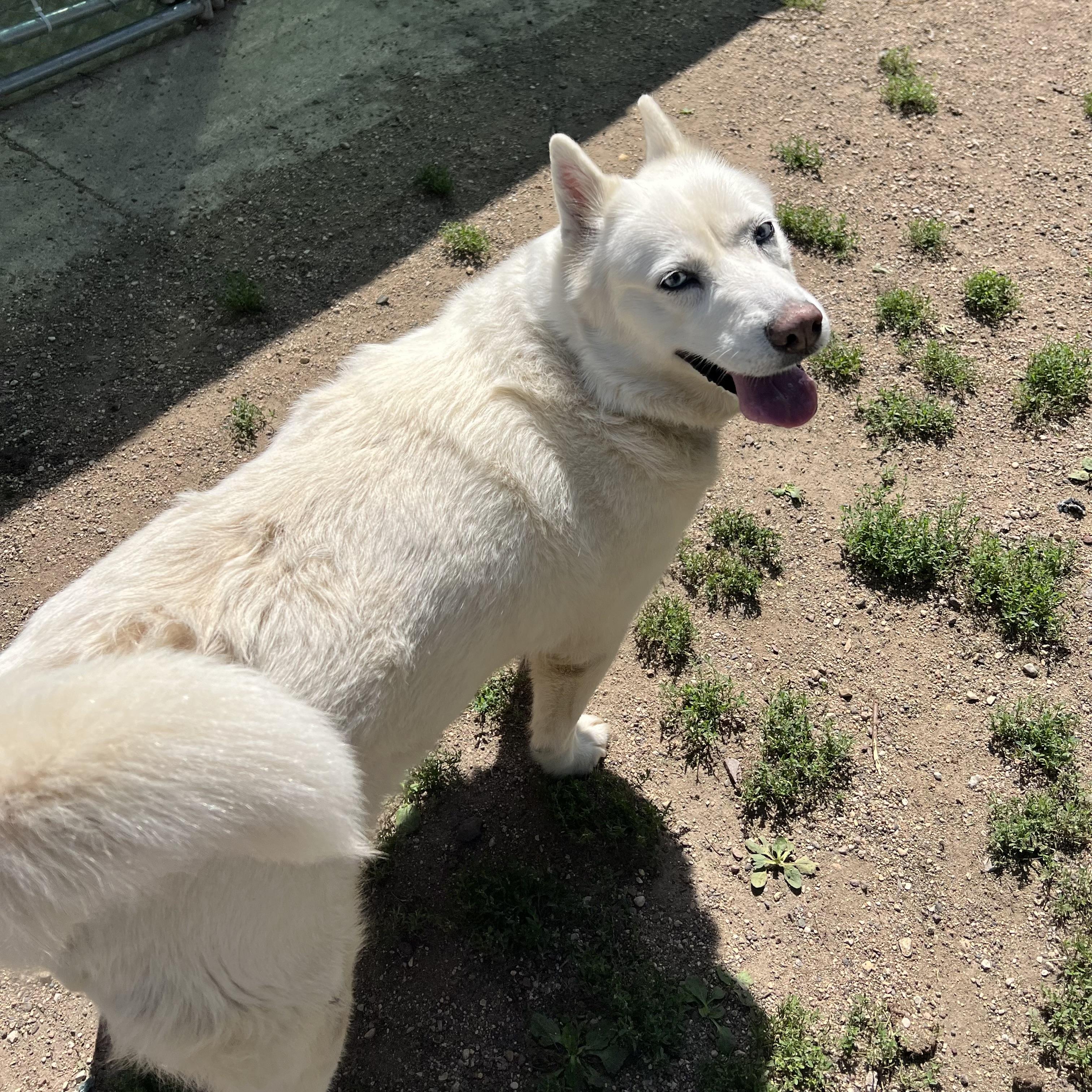 Enlarge Lyka, an adoptable mixed breed in Fairmont, MN image 4/6
