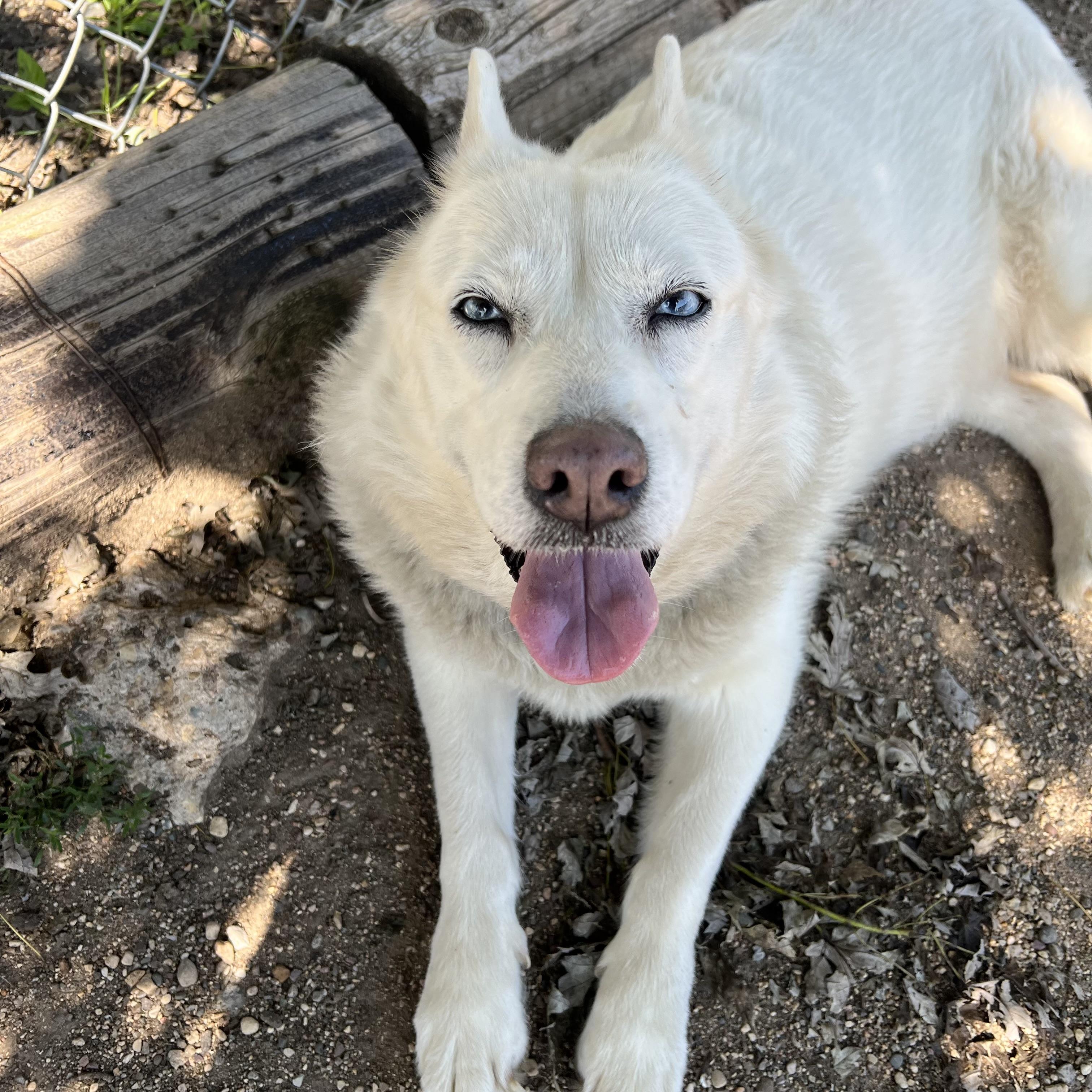 Enlarge Lyka, an adoptable mixed breed in Fairmont, MN image 2/6