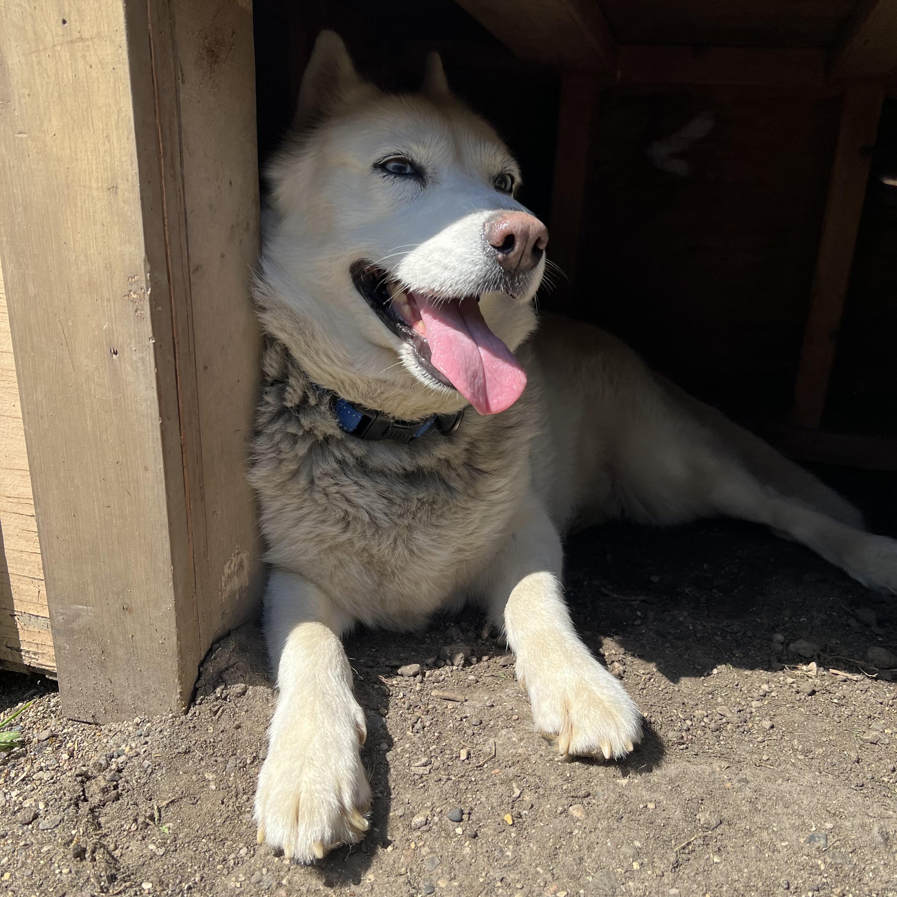 Enlarge Lyka, an adoptable mixed breed in Fairmont, MN image 3/6