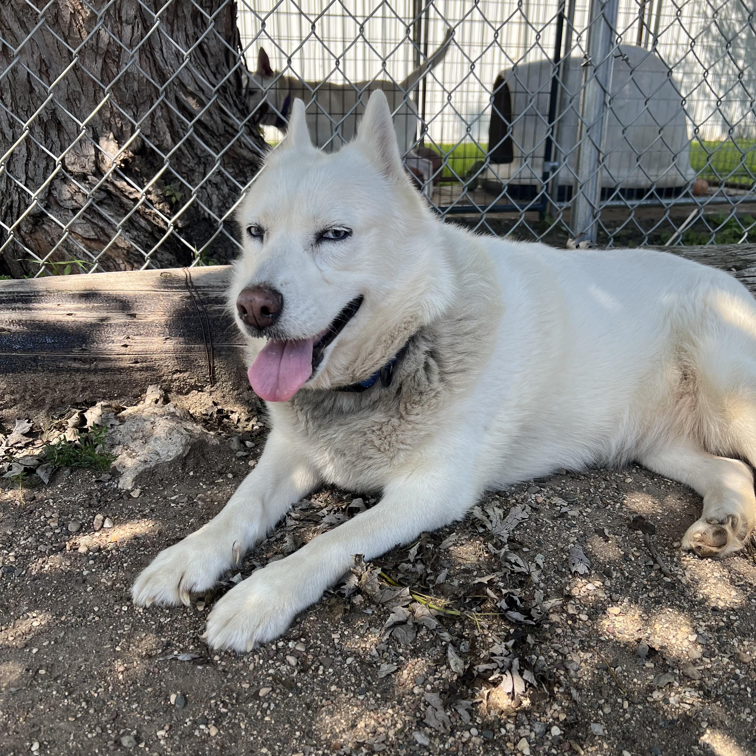 Lyka, adoptable, Adult Female Spitz.