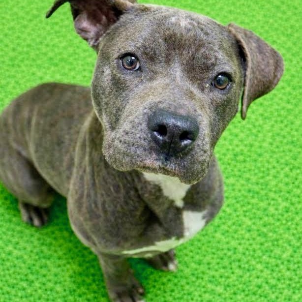 Callie, ADOPTABLE, Adult Female Pit Bull Terrier.