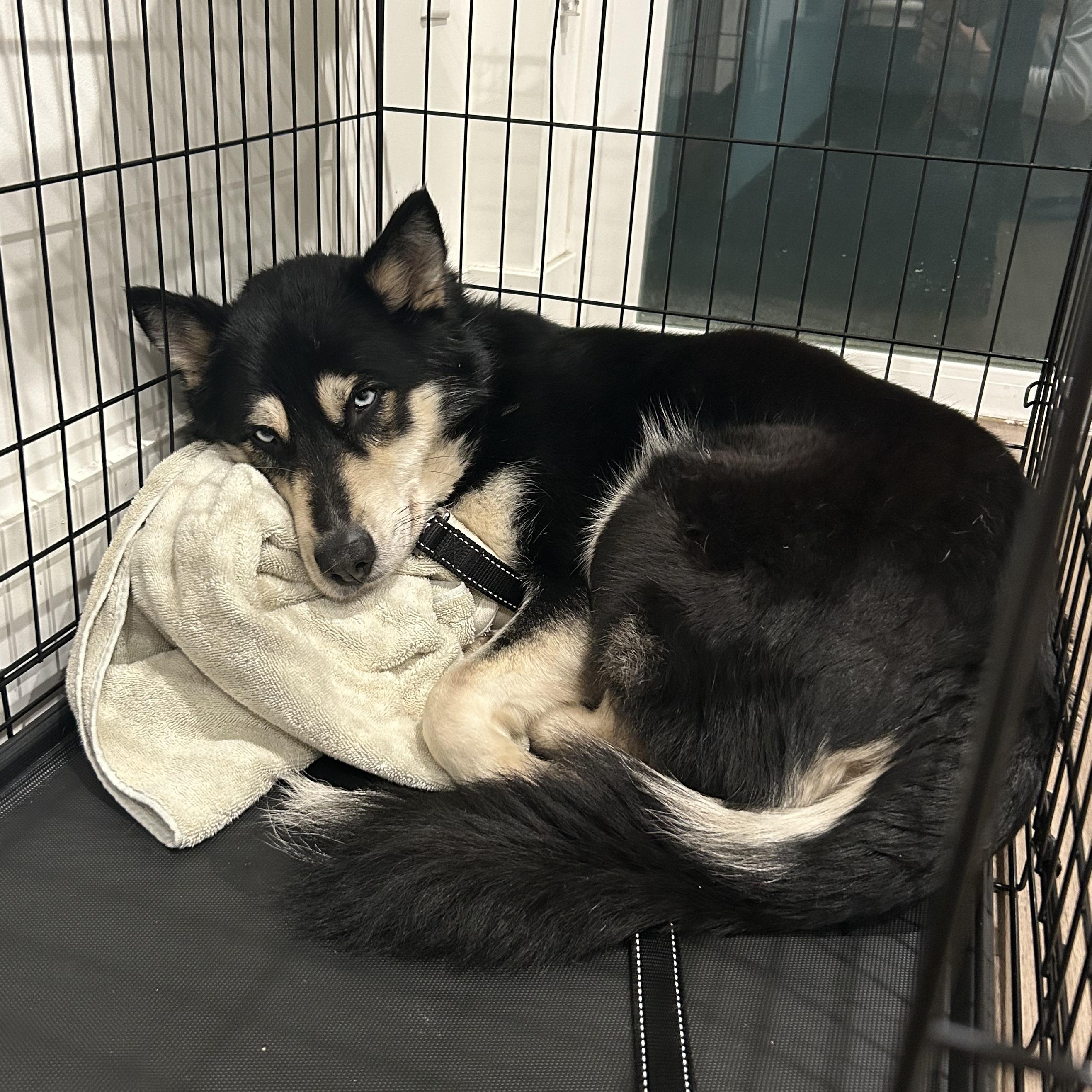 Bleu, a ADOPTABLE mixed breed in Burbank, CA image 5/6