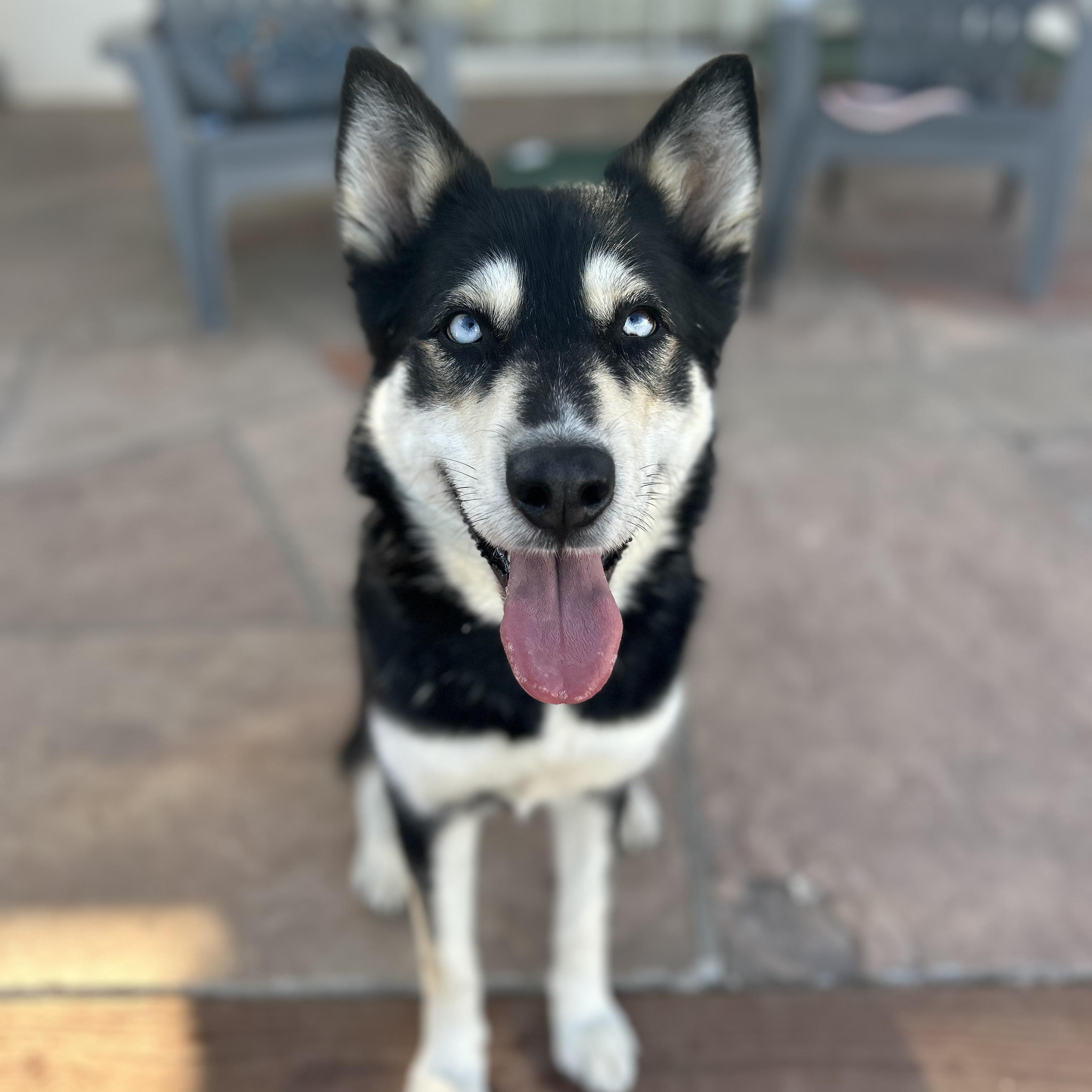 Enlarge Bleu, a ADOPTABLE mixed breed in Burbank, CA image 1/6