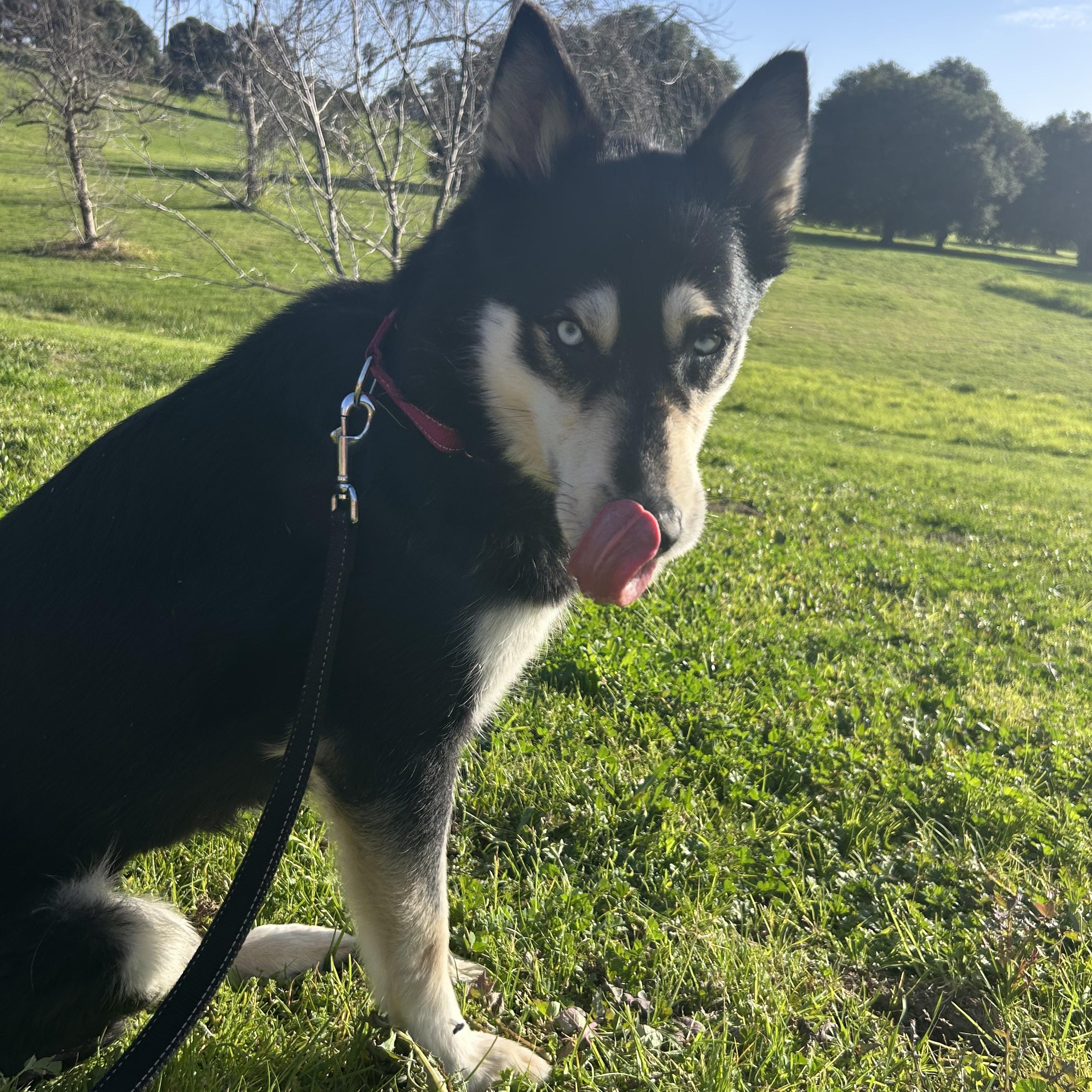 Bleu, a ADOPTABLE mixed breed in Burbank, CA image 3/6