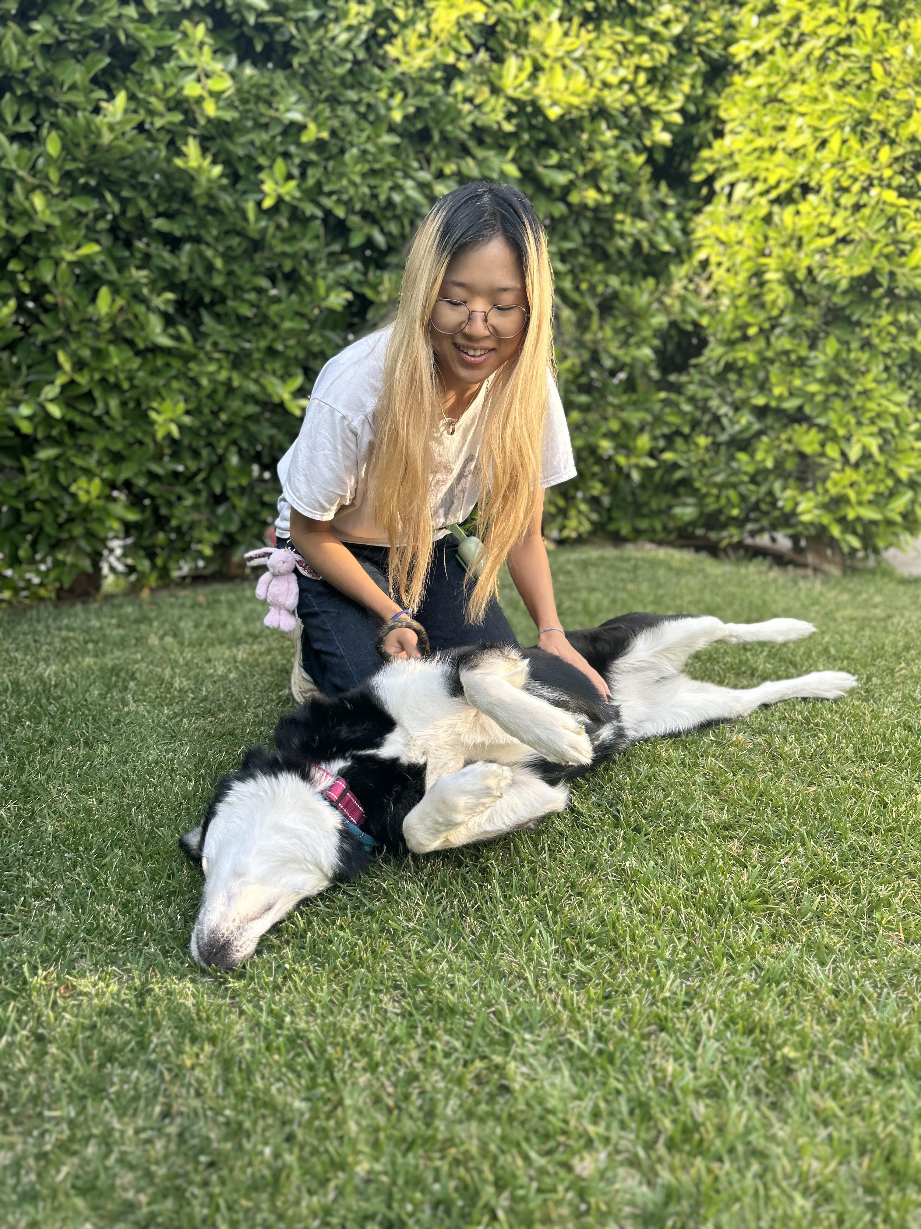 Enlarge Bleu, a ADOPTABLE mixed breed in Burbank, CA image 3/6