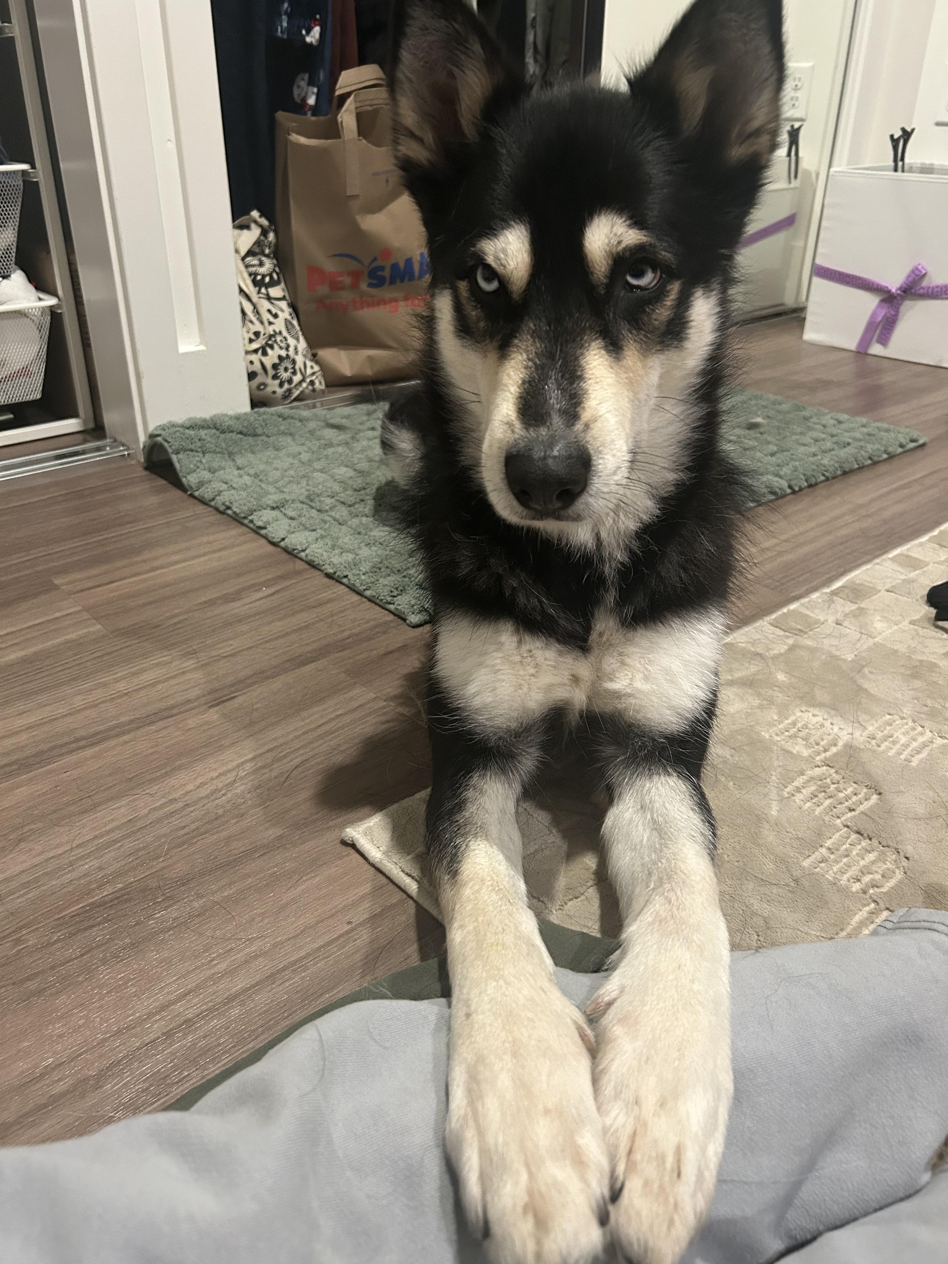 Enlarge Bleu, a ADOPTABLE mixed breed in Burbank, CA image 2/6