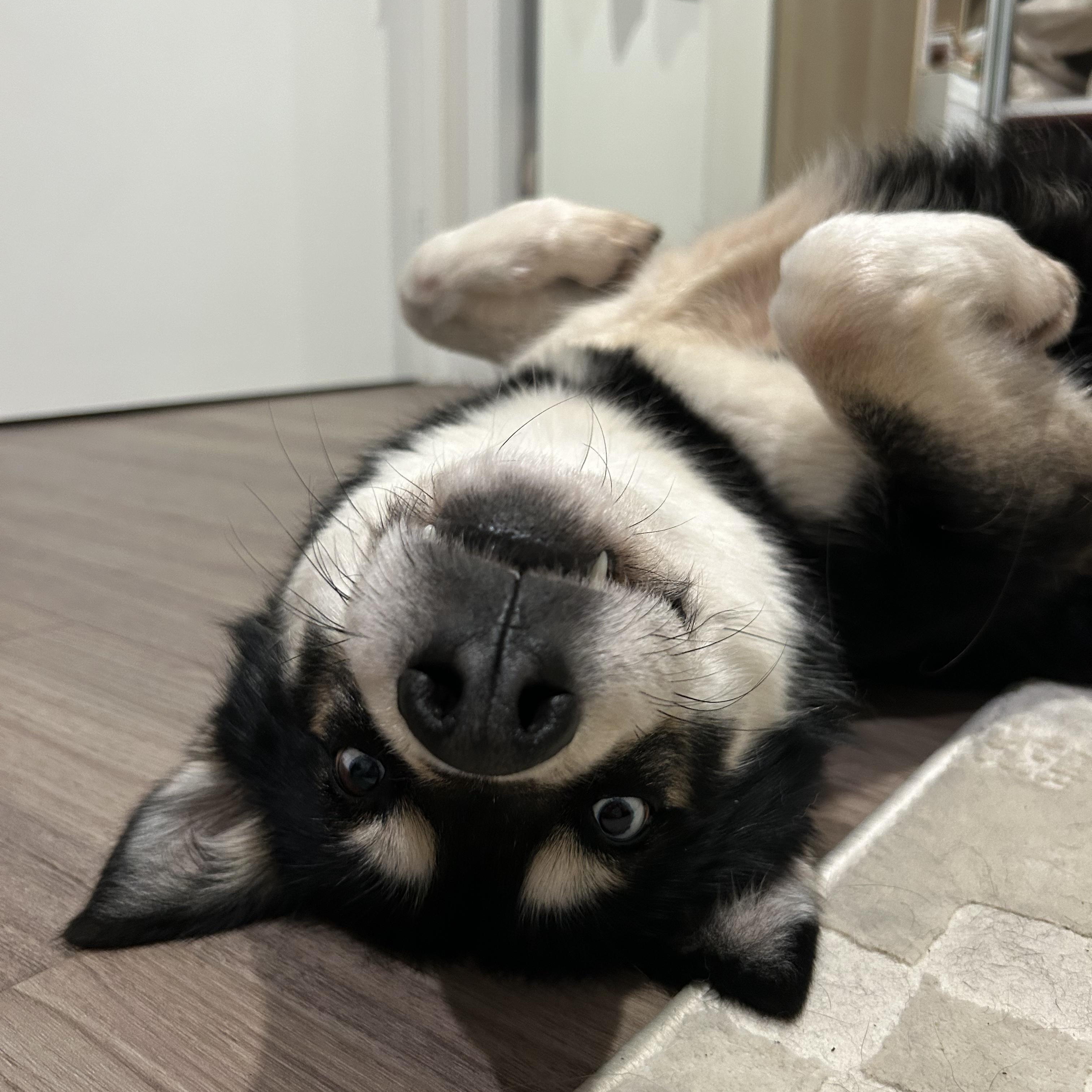 Bleu, a ADOPTABLE mixed breed in Burbank, CA image 2/6