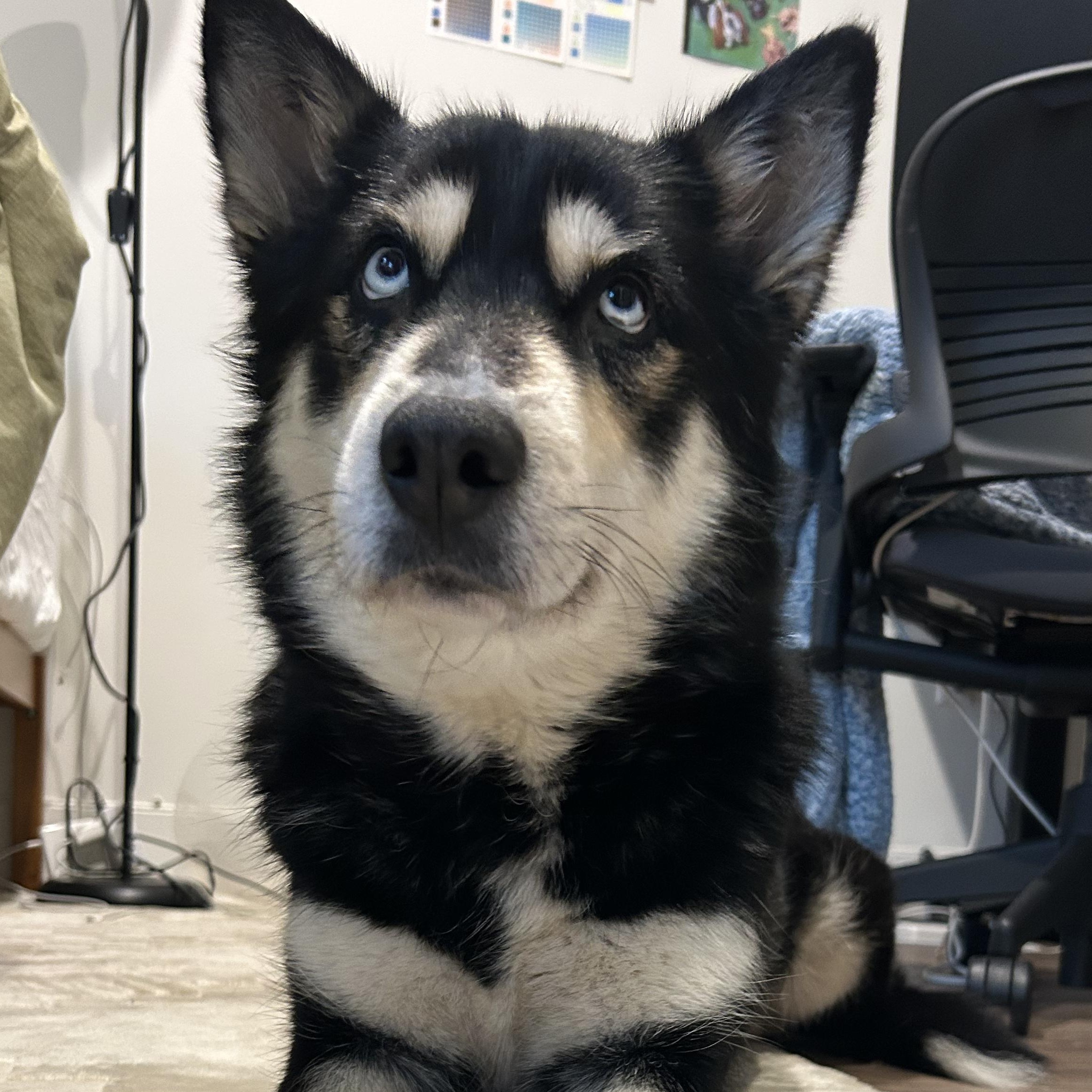 Bleu, a ADOPTABLE mixed breed in Burbank, CA image 4/6