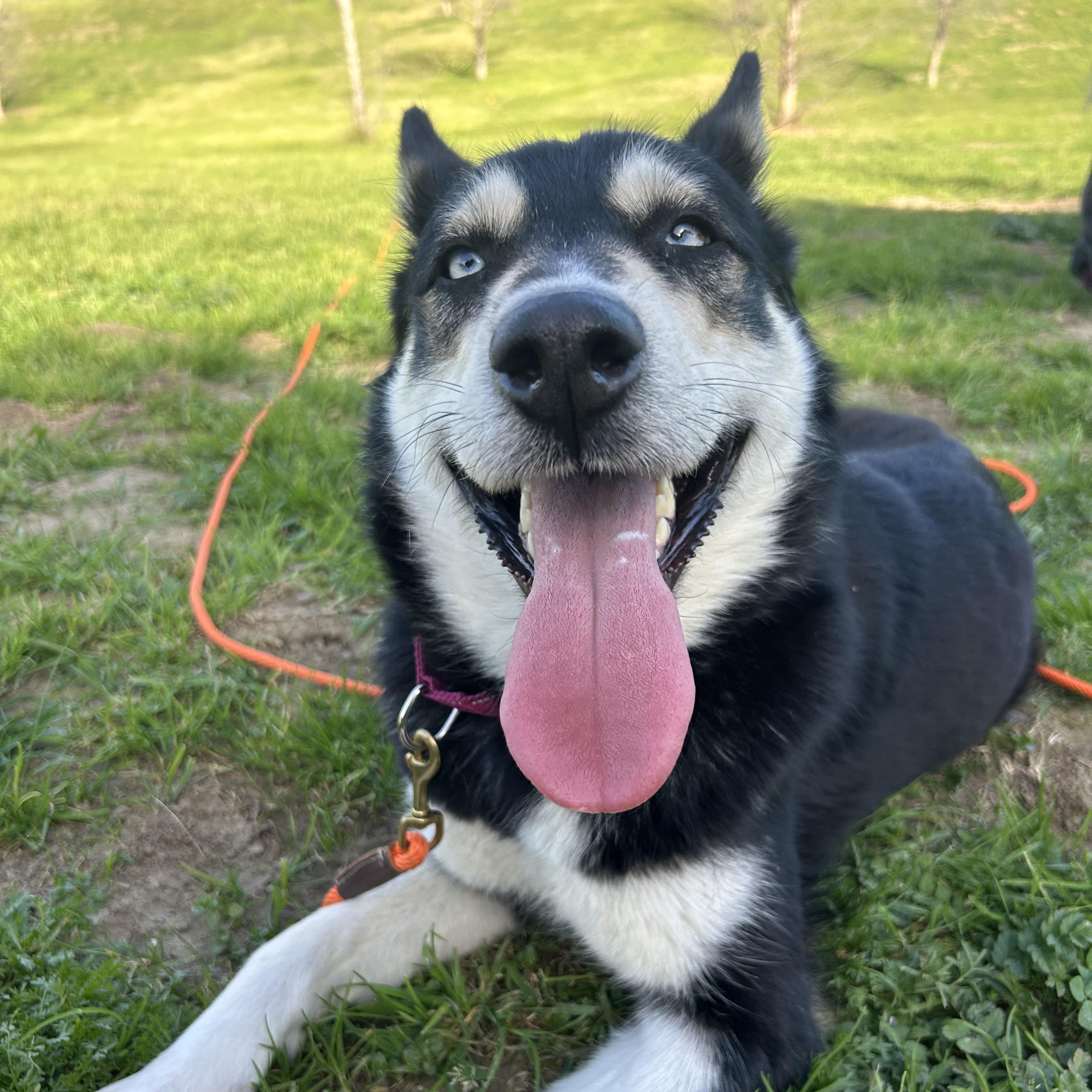 Bleu, ADOPTABLE, Adult Female Siberian Husky & Husky.