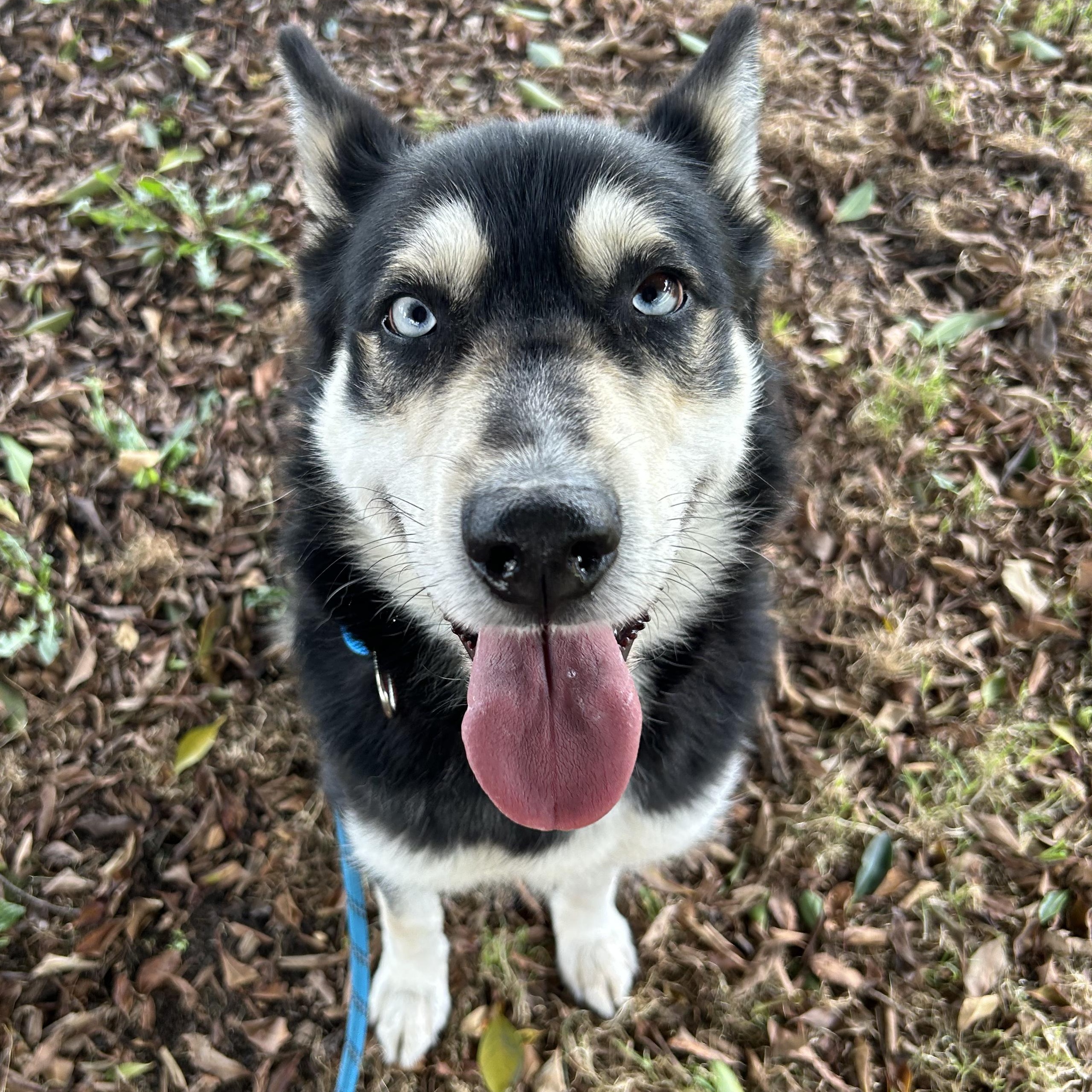 Bleu, ADOPTABLE, Adult Female Siberian Husky & Husky.