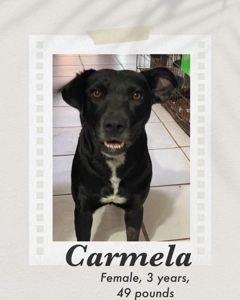 Enlarge Carmela, a Adoptable mixed breed in Puerto Penasco, SON image 1/2
